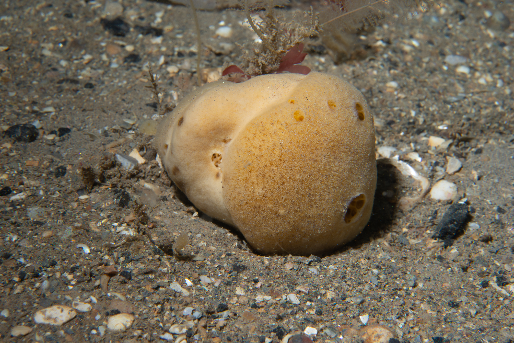 Suberites carnosus. Site: Stroanlea,  Rathlin Island. 