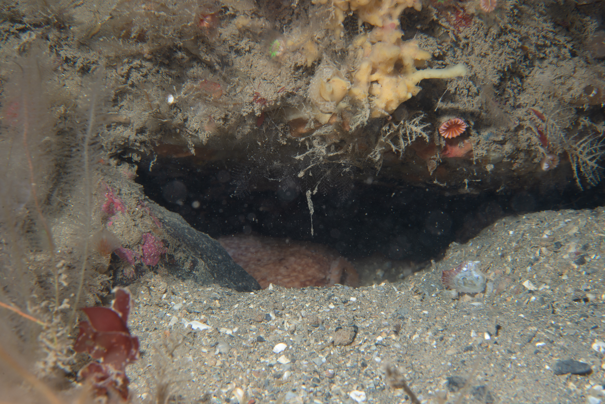 Eledone cirrhosa. Site: Stroanlea,  Rathlin Island. 