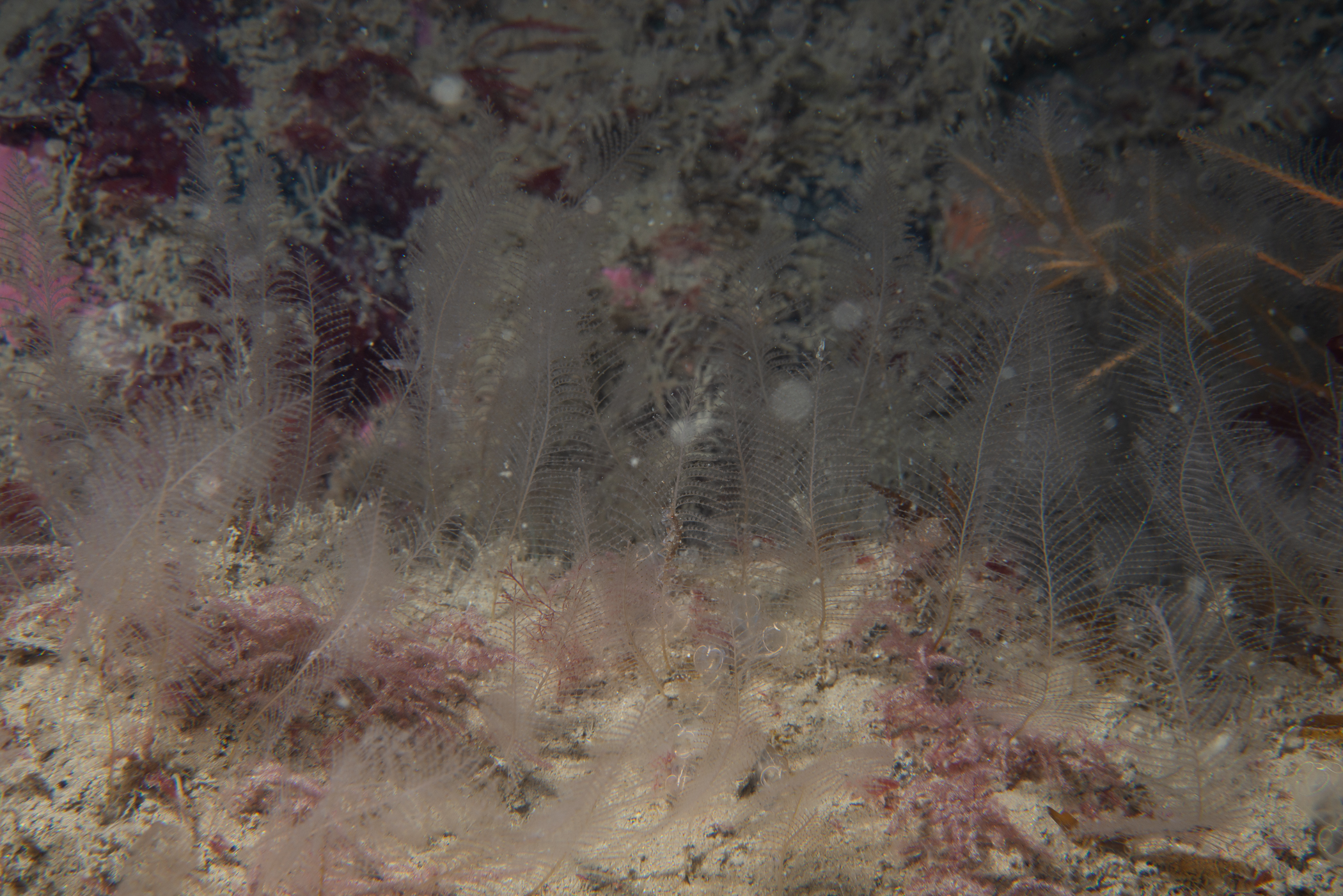 Kirchenpaueria pinnata. Site: Stroanlea,  Rathlin Island. 