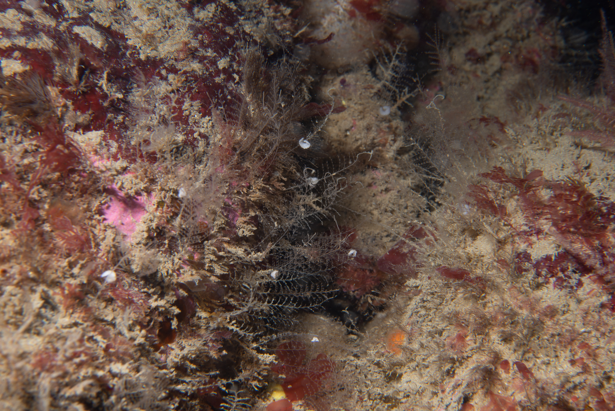 Kirchenpaueria pinnata. Site: Stroanlea,  Rathlin Island. 