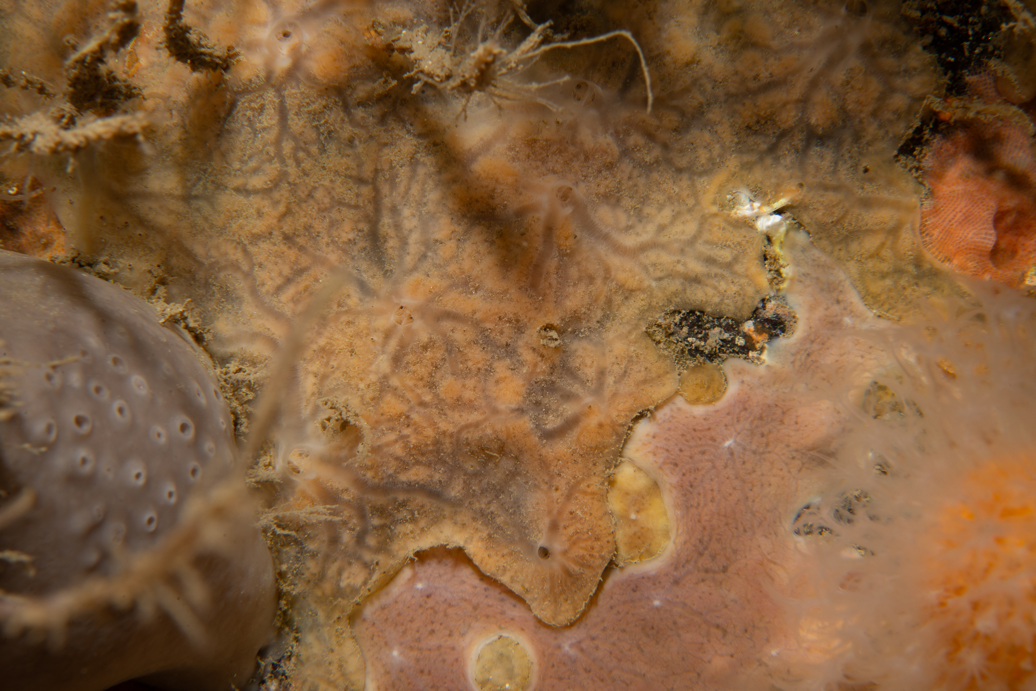 . Site: Duncan's Bo,  Rathlin Island. 