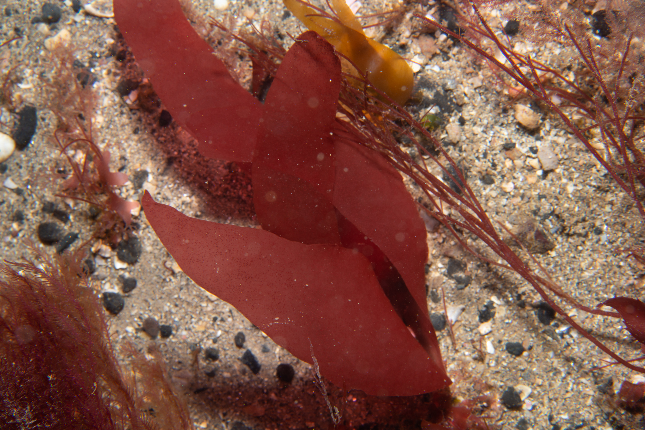 _b232618.jpg