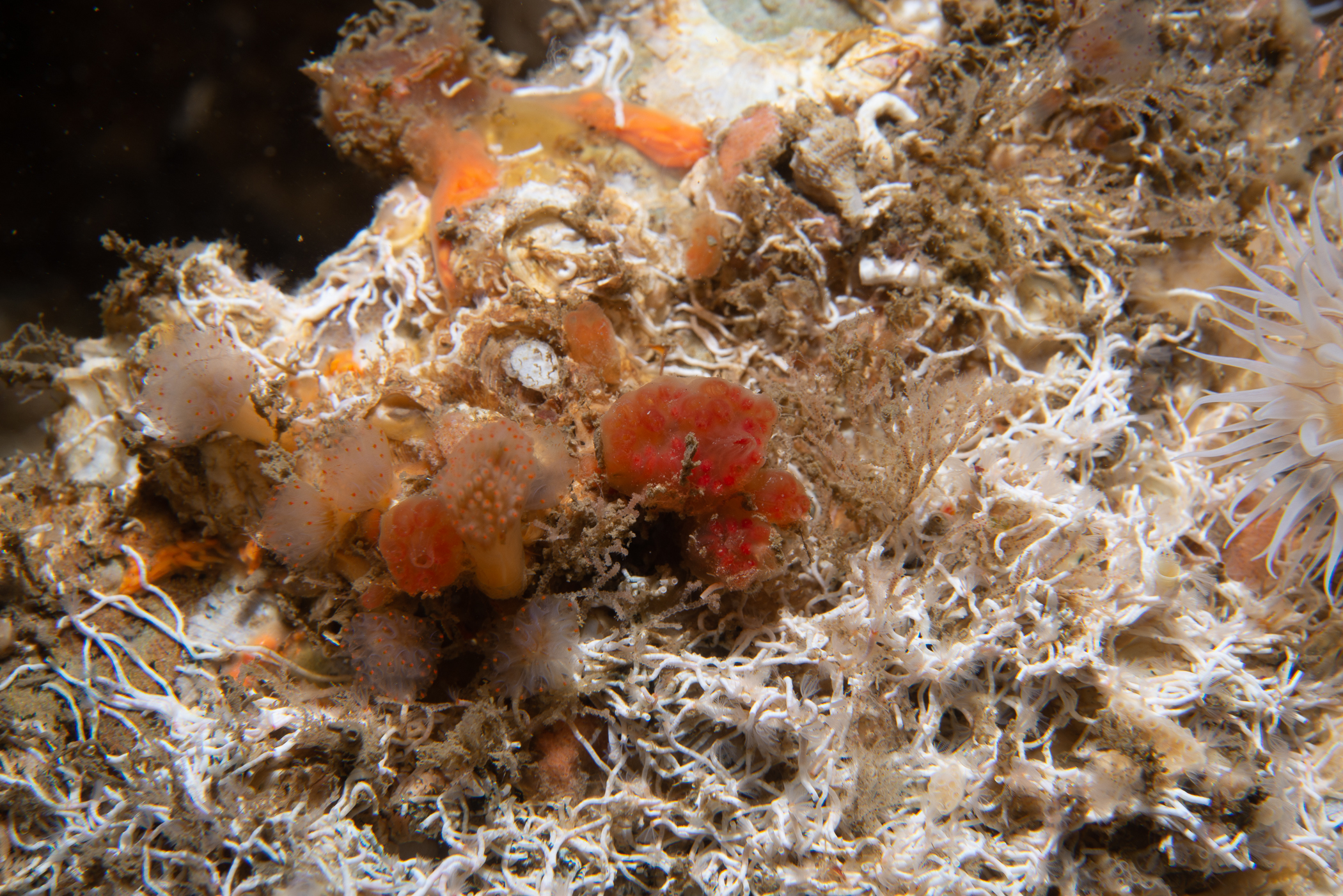 Aplidium punctum. Site: W of Ballyhenry Island,  Strangford Lough. 