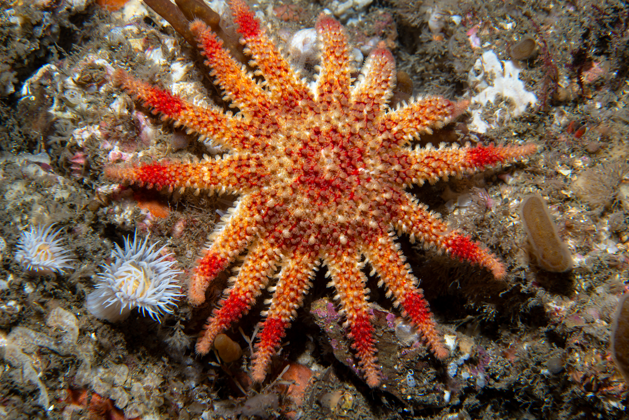 Crossaster papposus. Site: W of Ballyhenry Island,  Strangford Lough. 