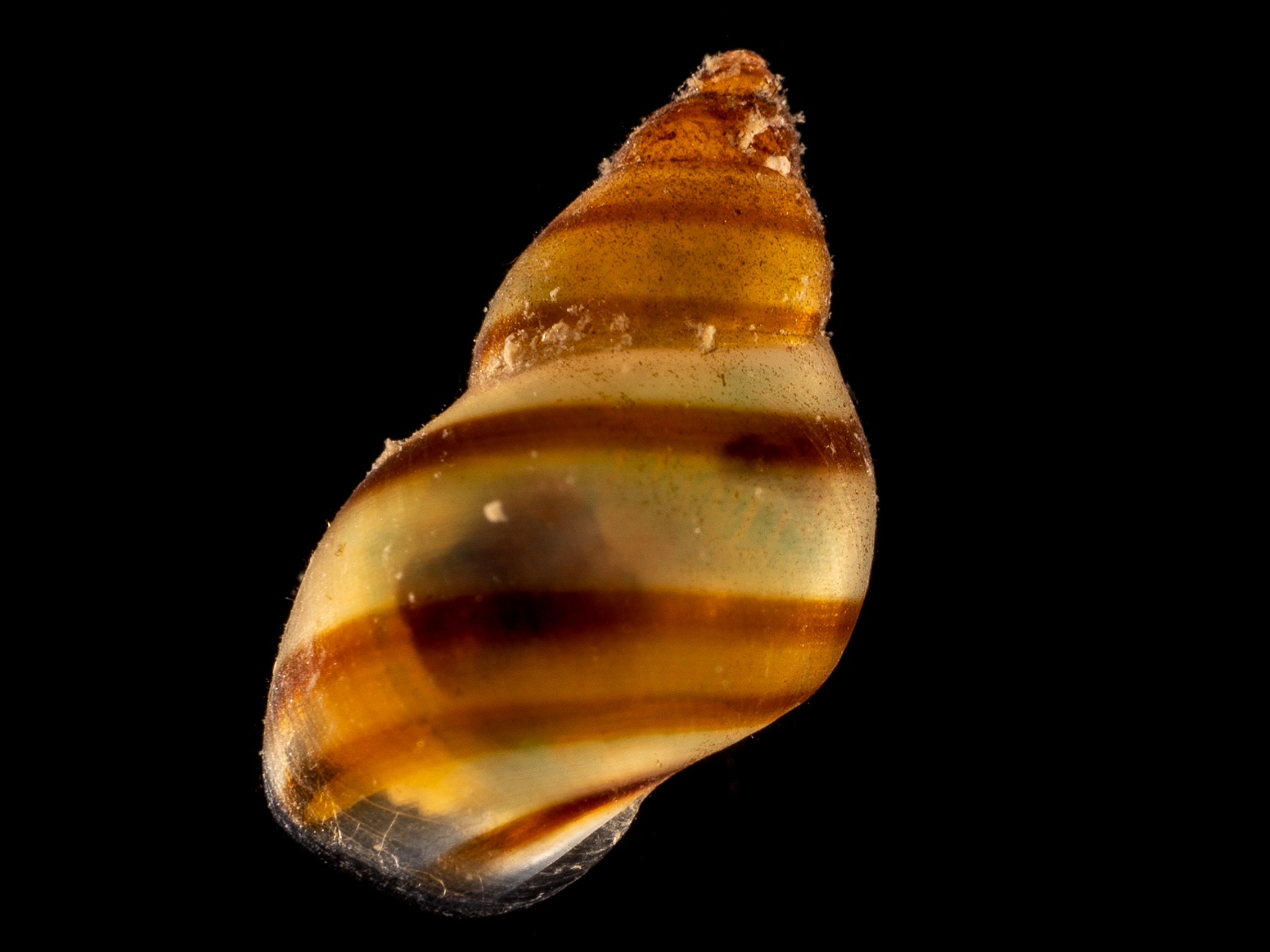 _z213974.jpg