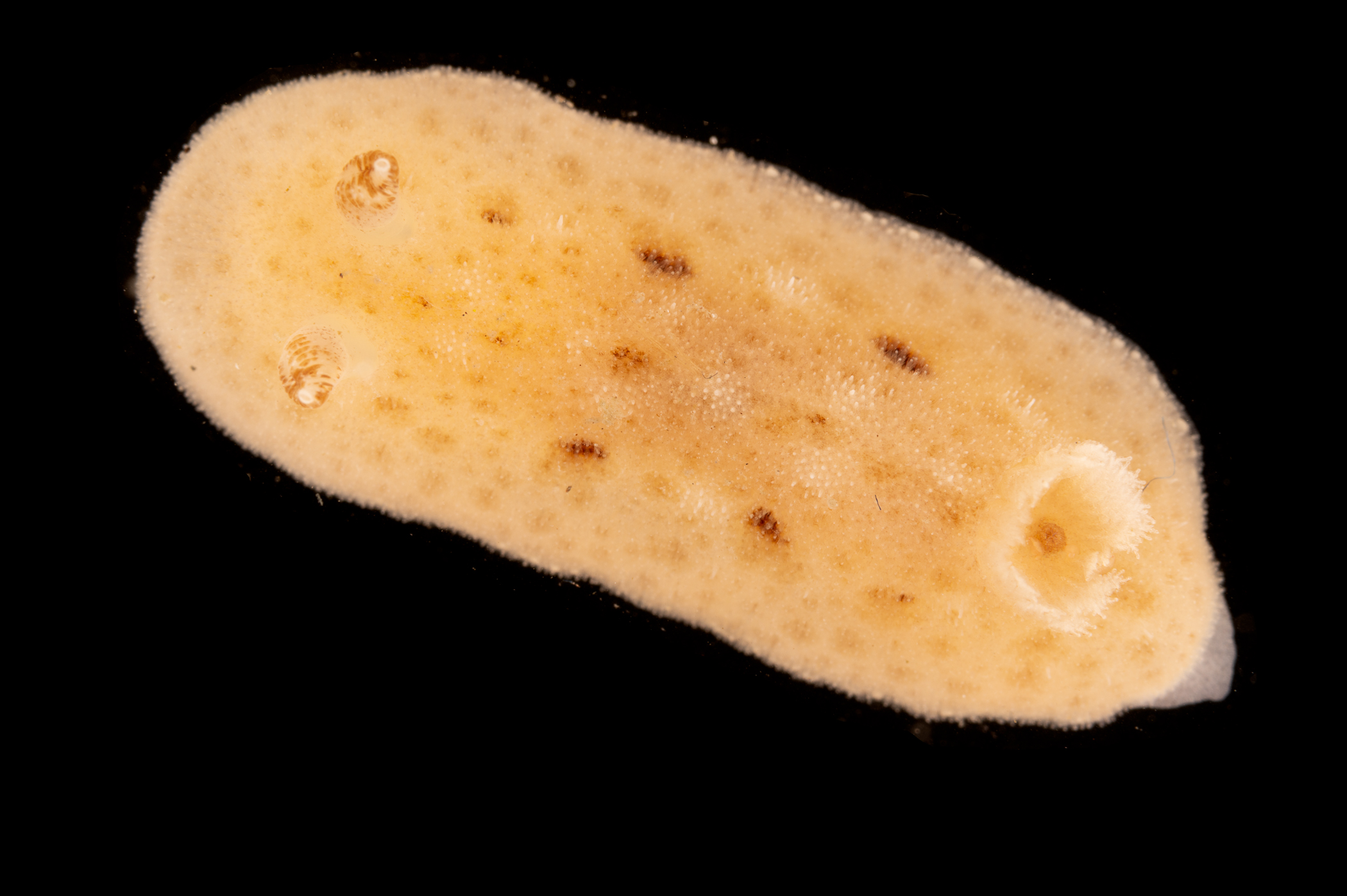 _z216025.jpg