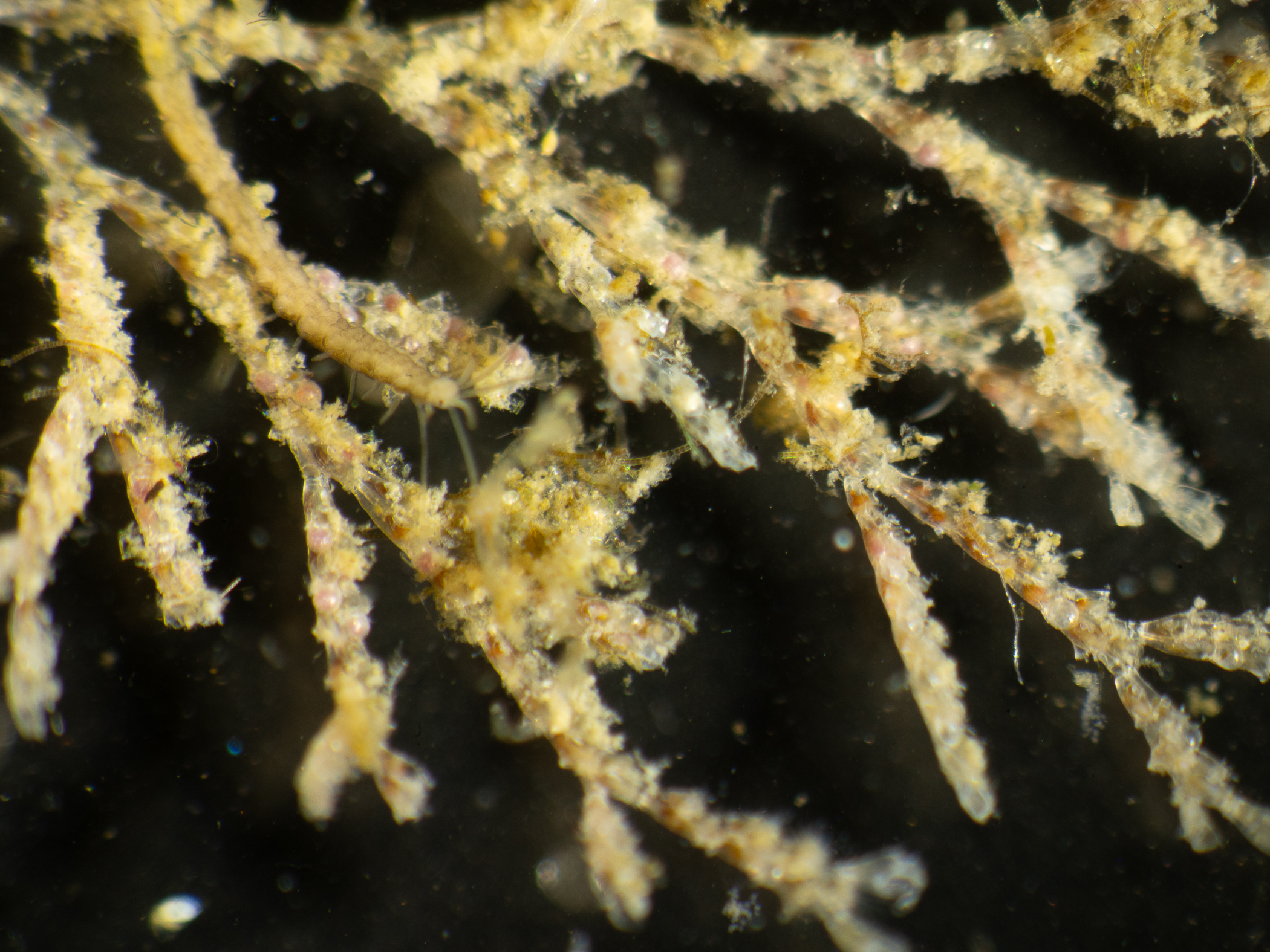 Tricellaria inopinata. Site: Belfast Marina. 