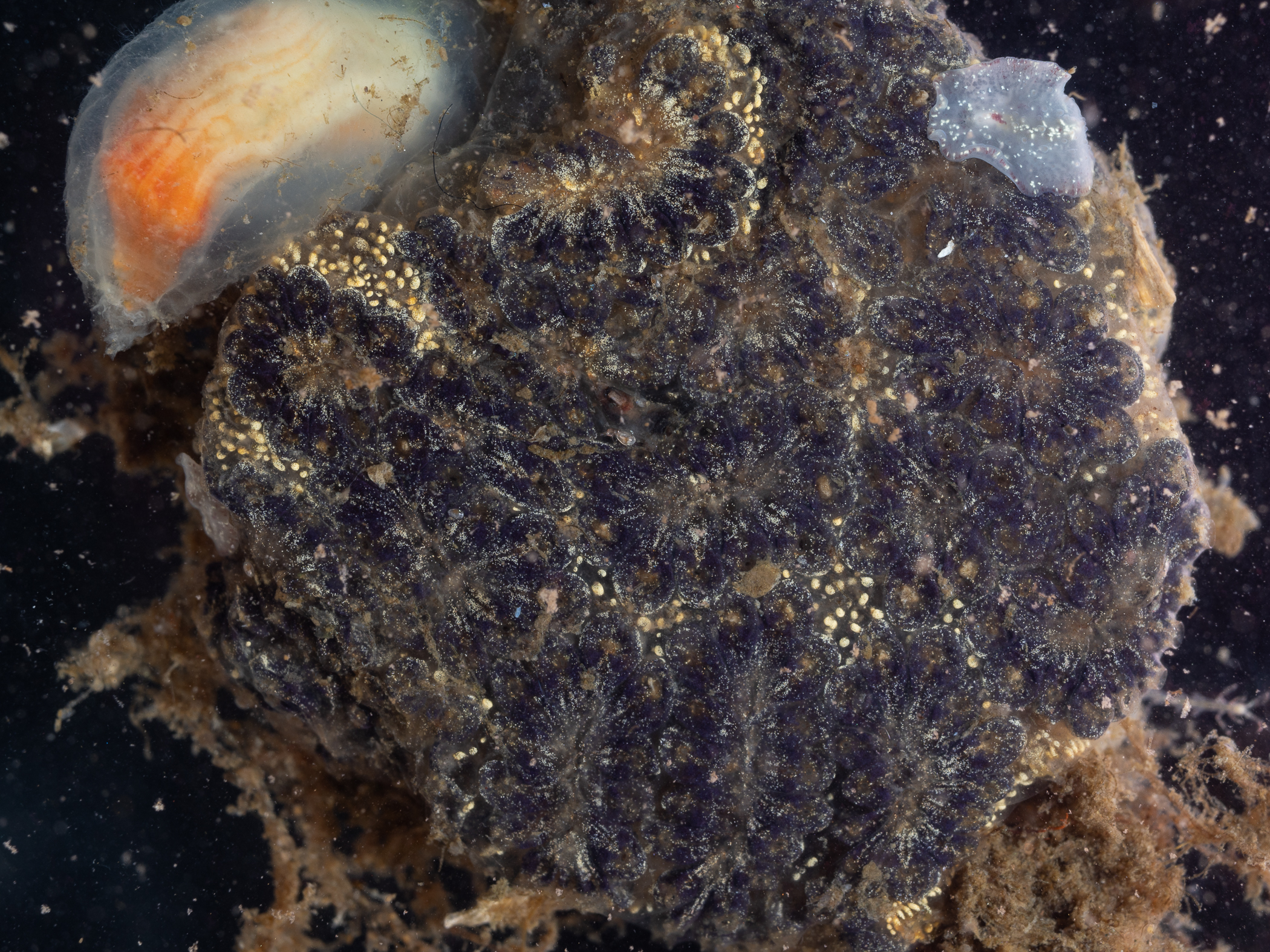 Botryllus</i> sp.<i>. Site: Belfast Marina. 