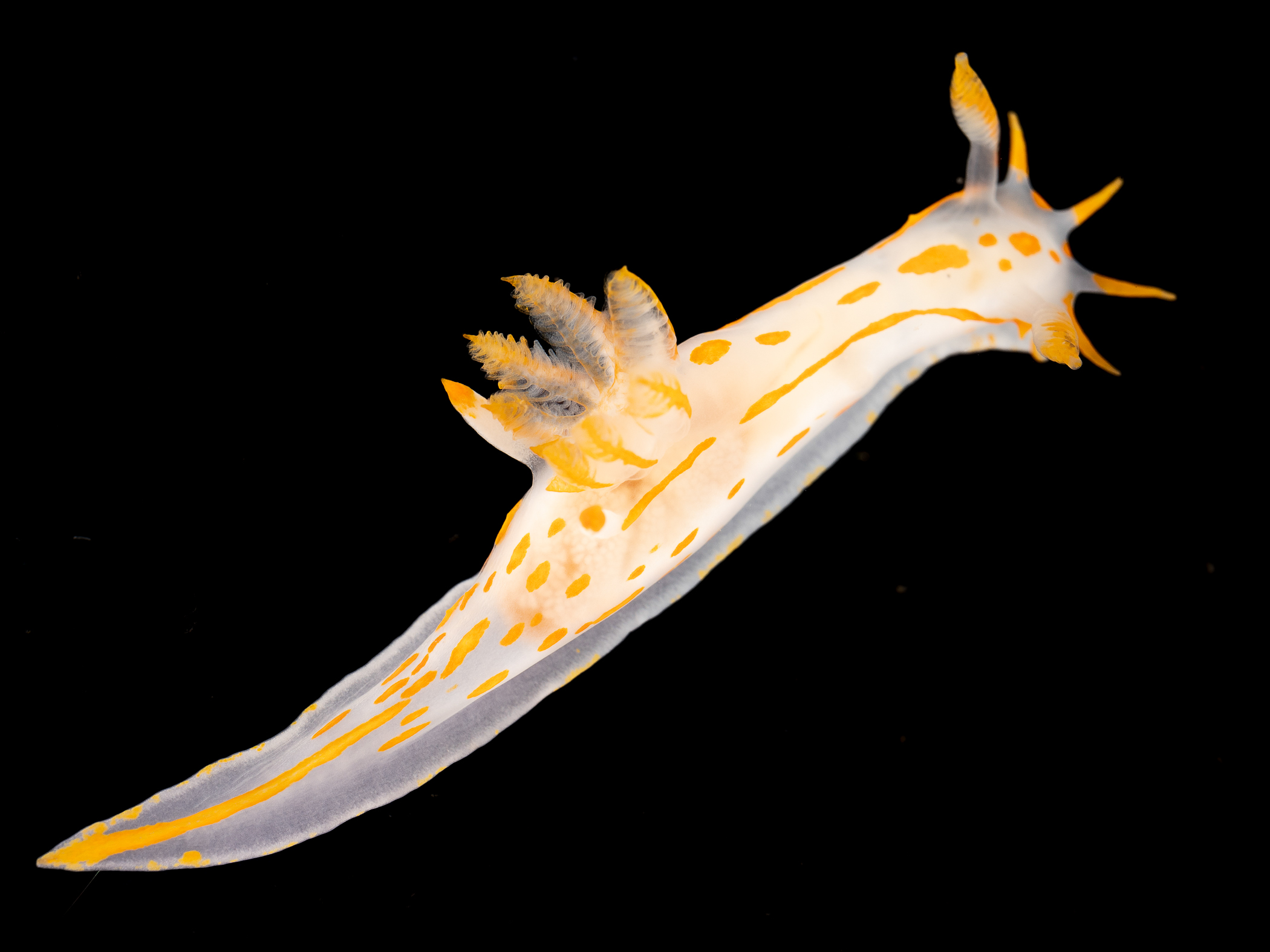 _z231382.jpg