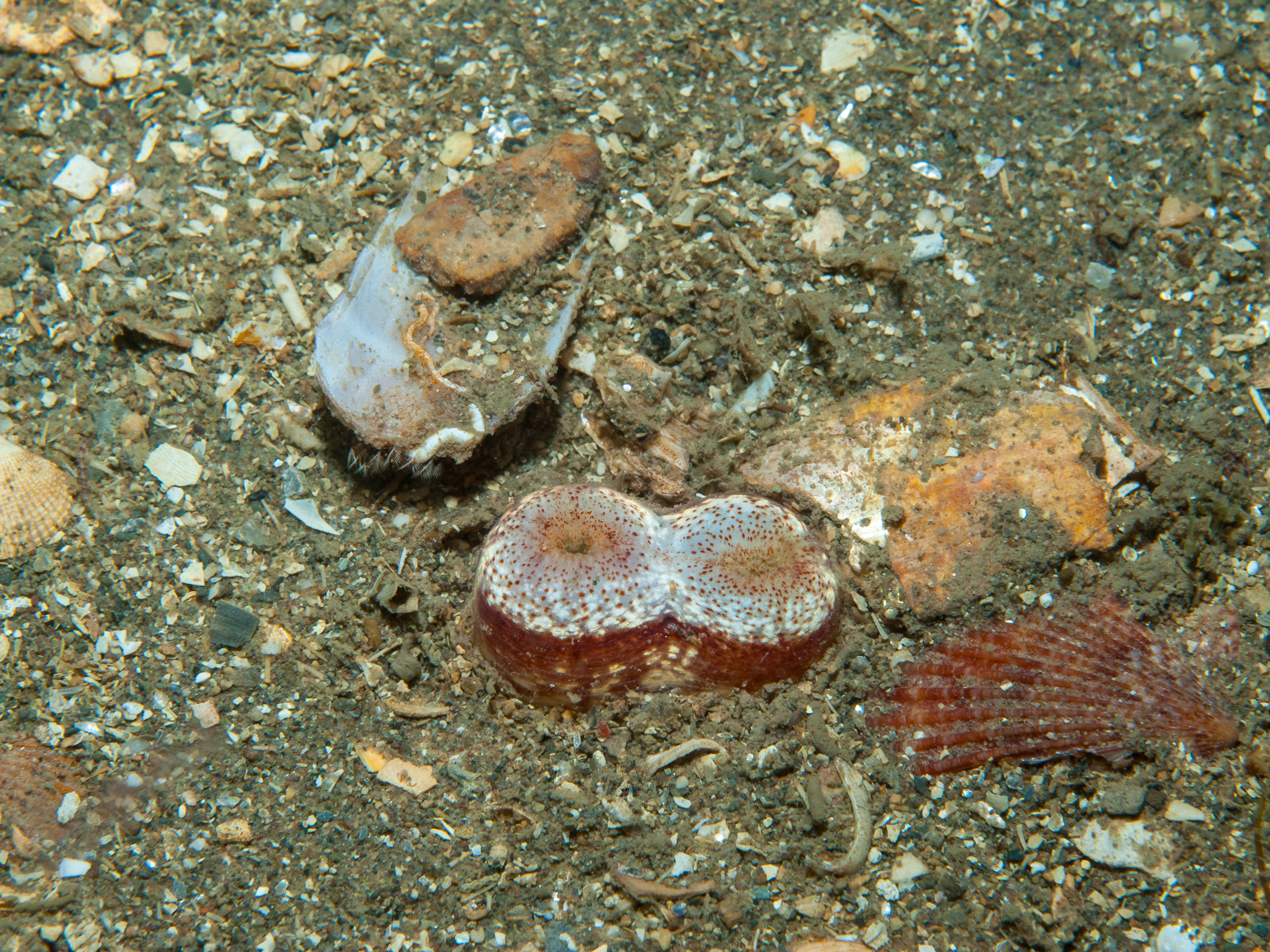  image: bep2_1990.jpg