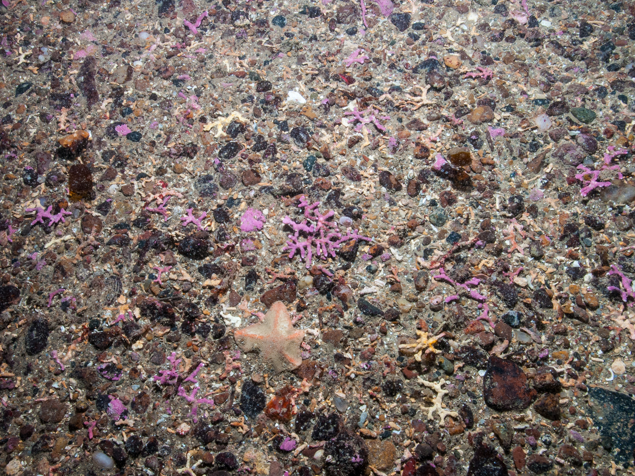  image: bep_9226.jpg