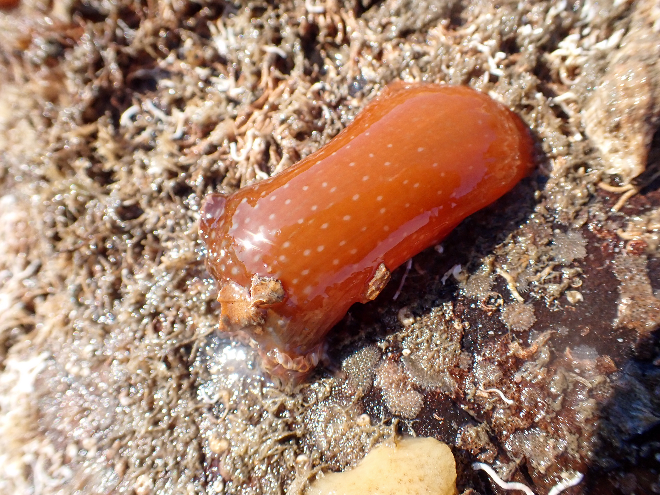 Cylista elegans. Site: The Dorn,  Ardkeen,  Strangford Lough. 