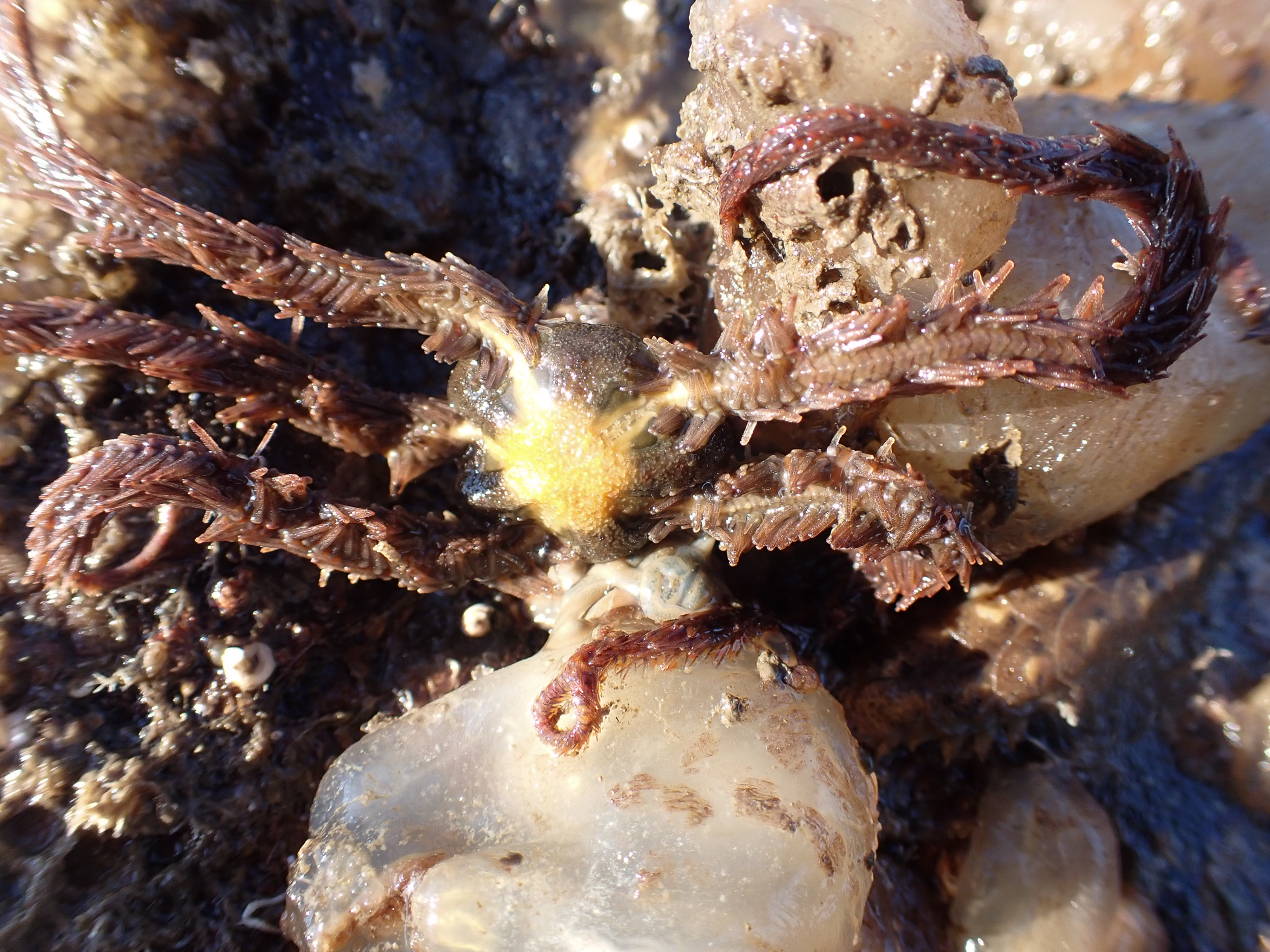 Ophiothrix fragilis. Site: The Dorn,  Ardkeen,  Strangford Lough. 