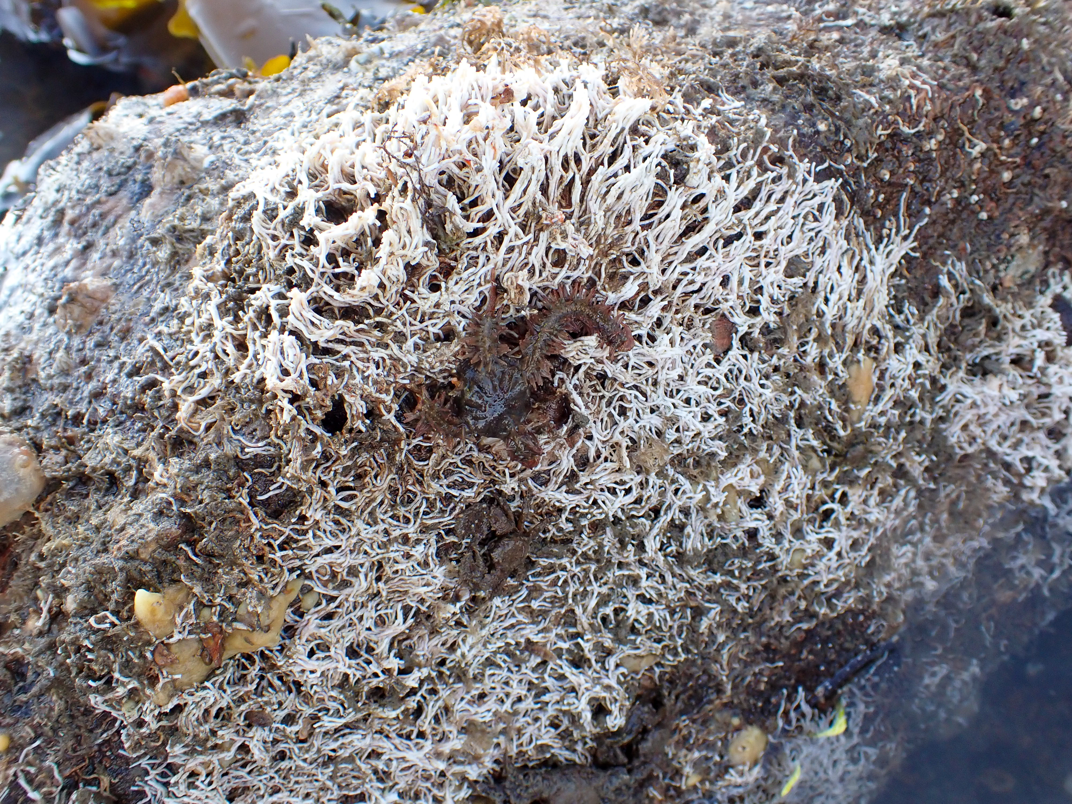 Filograna implexa. Site: The Dorn,  Ardkeen,  Strangford Lough. 