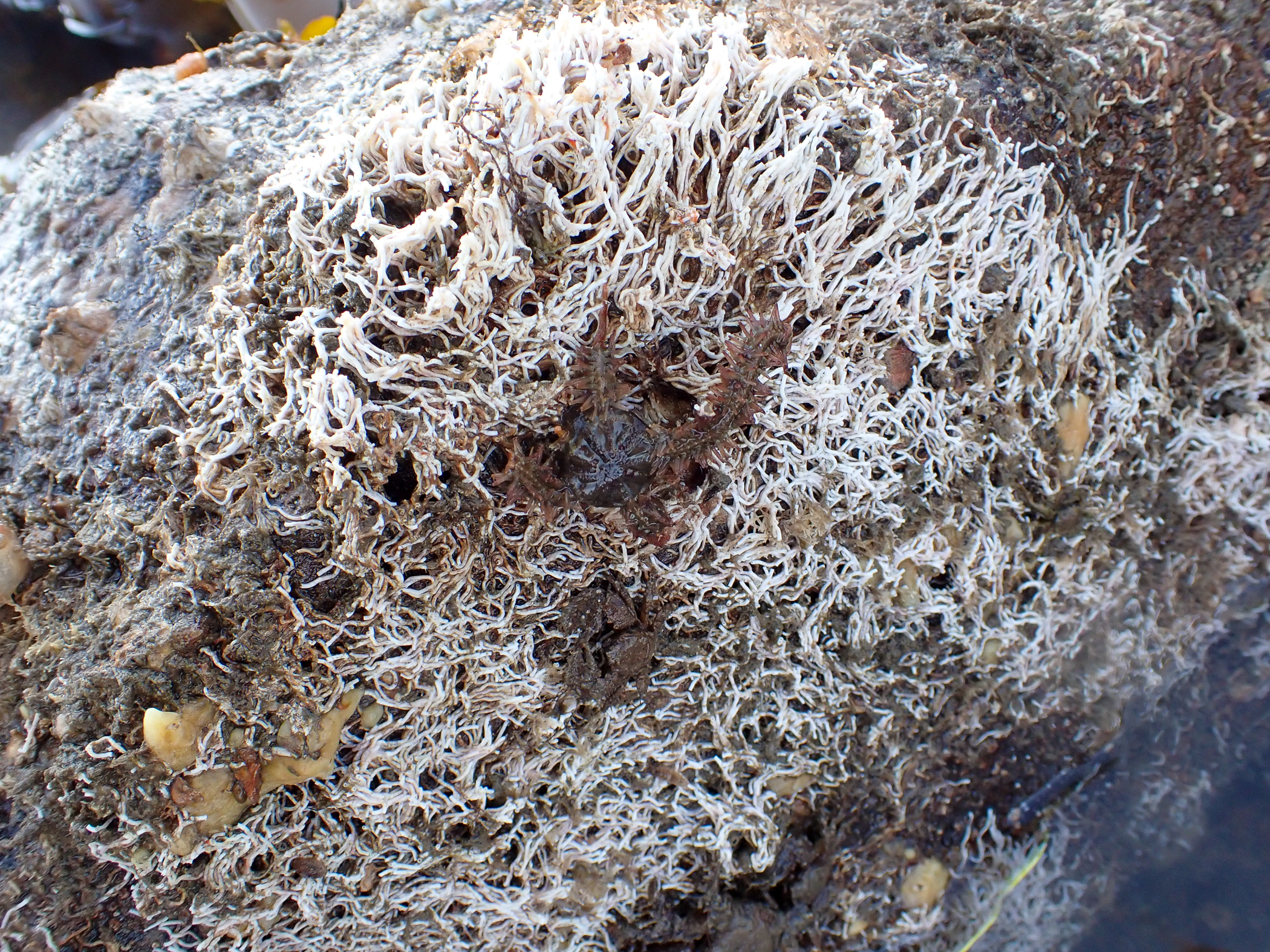 Filograna implexa. Site: The Dorn,  Ardkeen,  Strangford Lough. 