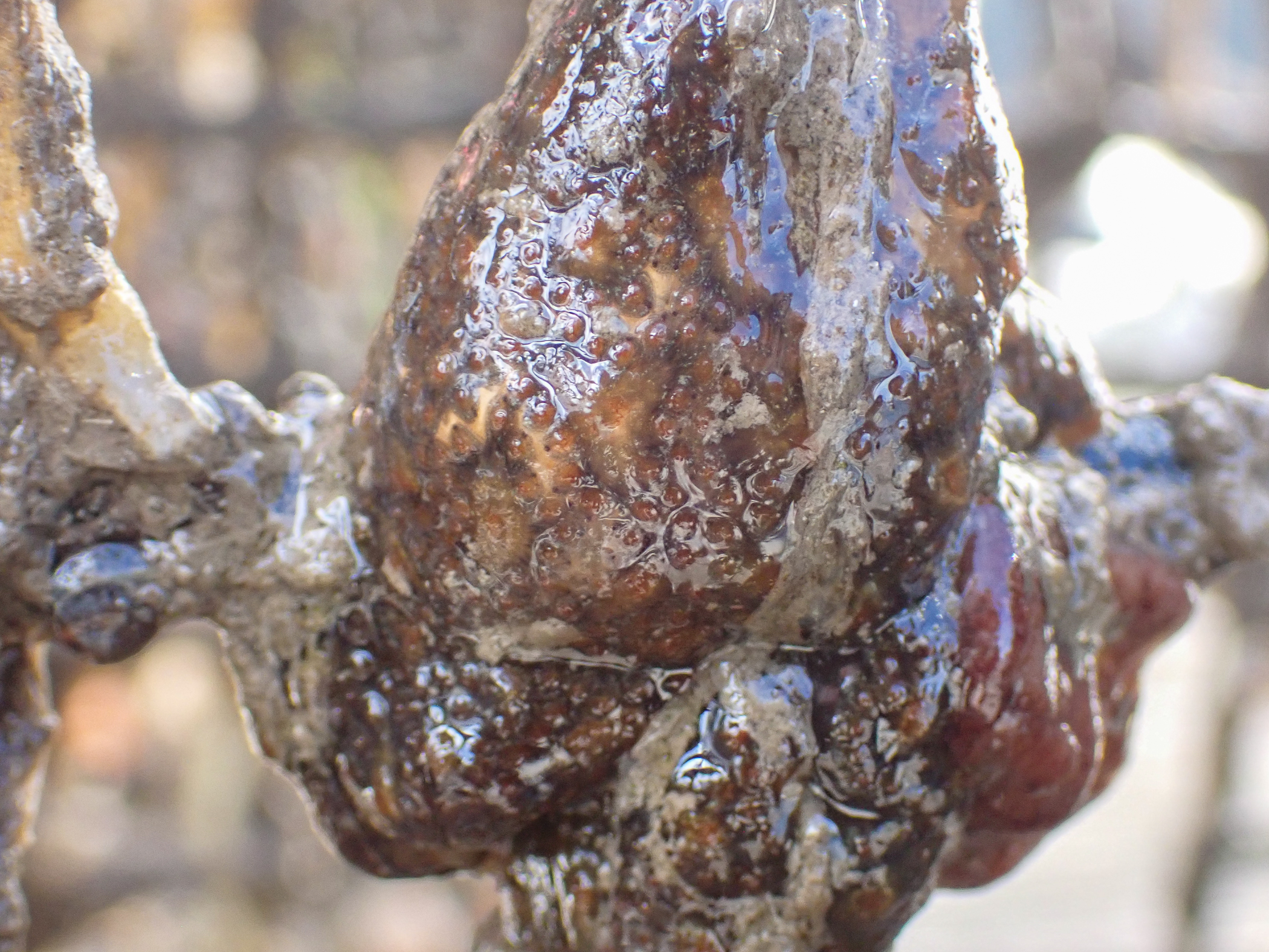 Botryllus</i> sp.<i>. Site: Bangor Marina. 
