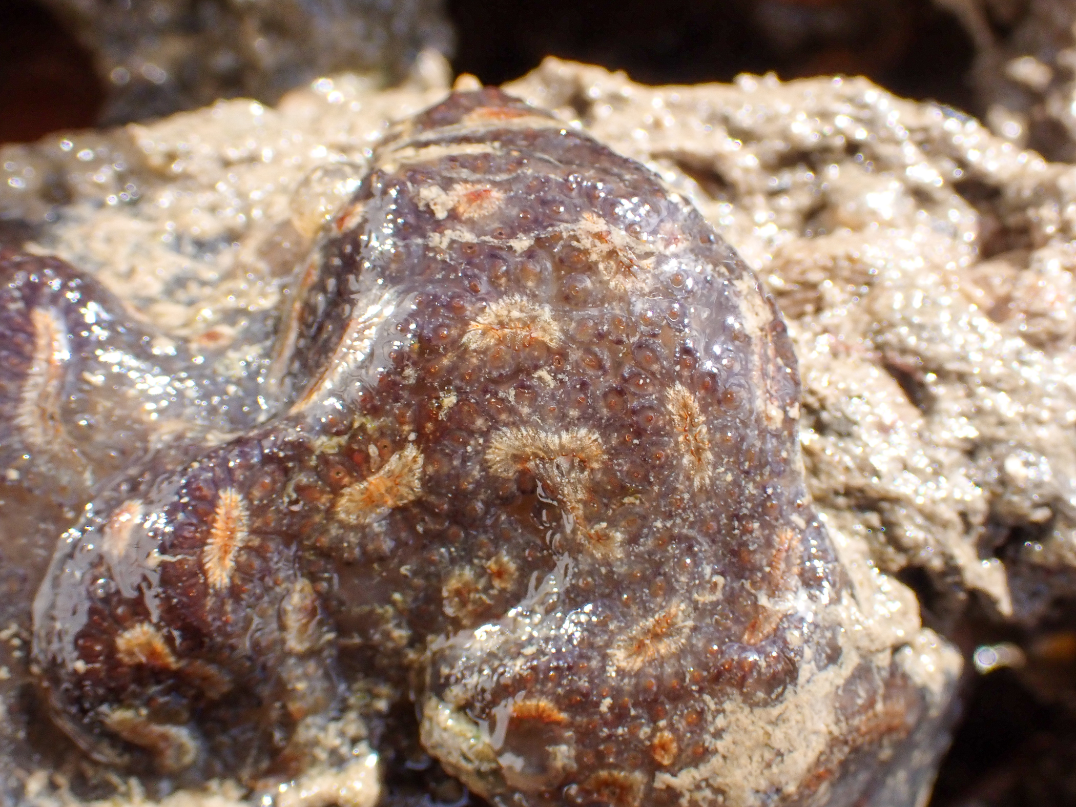 Botryllus</i> sp.<i>. Site: Bangor Marina. 