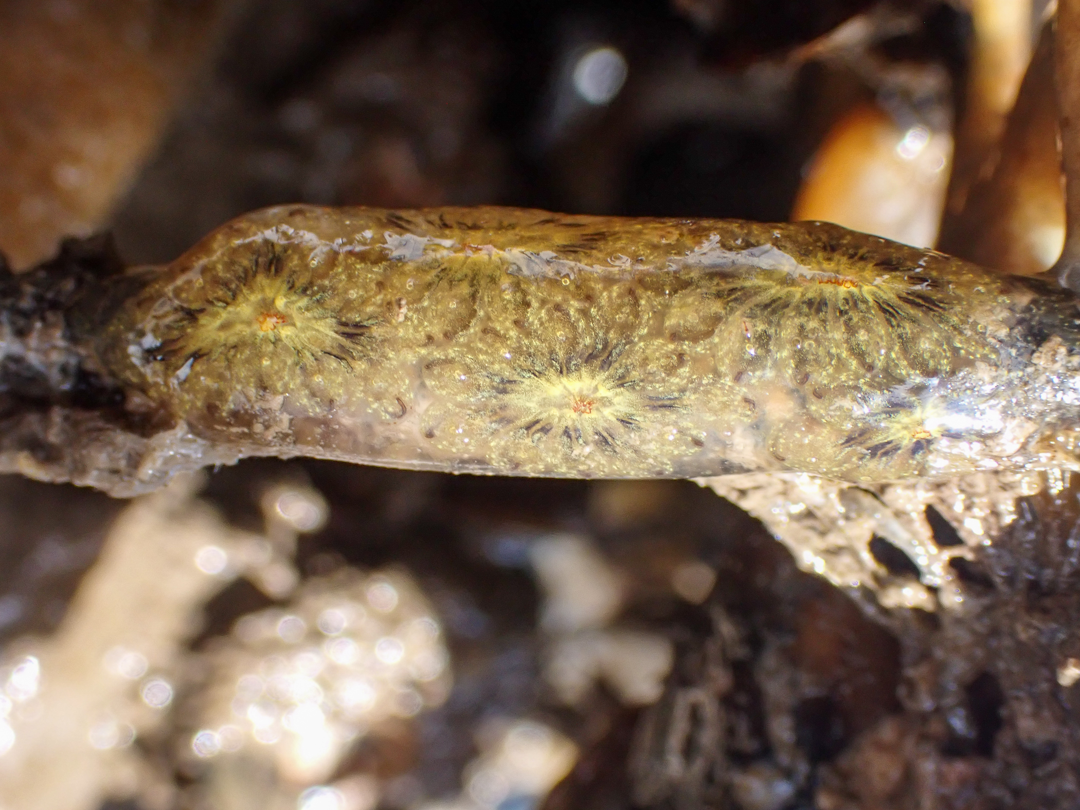 Botryllus</i> sp.<i>. Site: Bangor Marina. 
