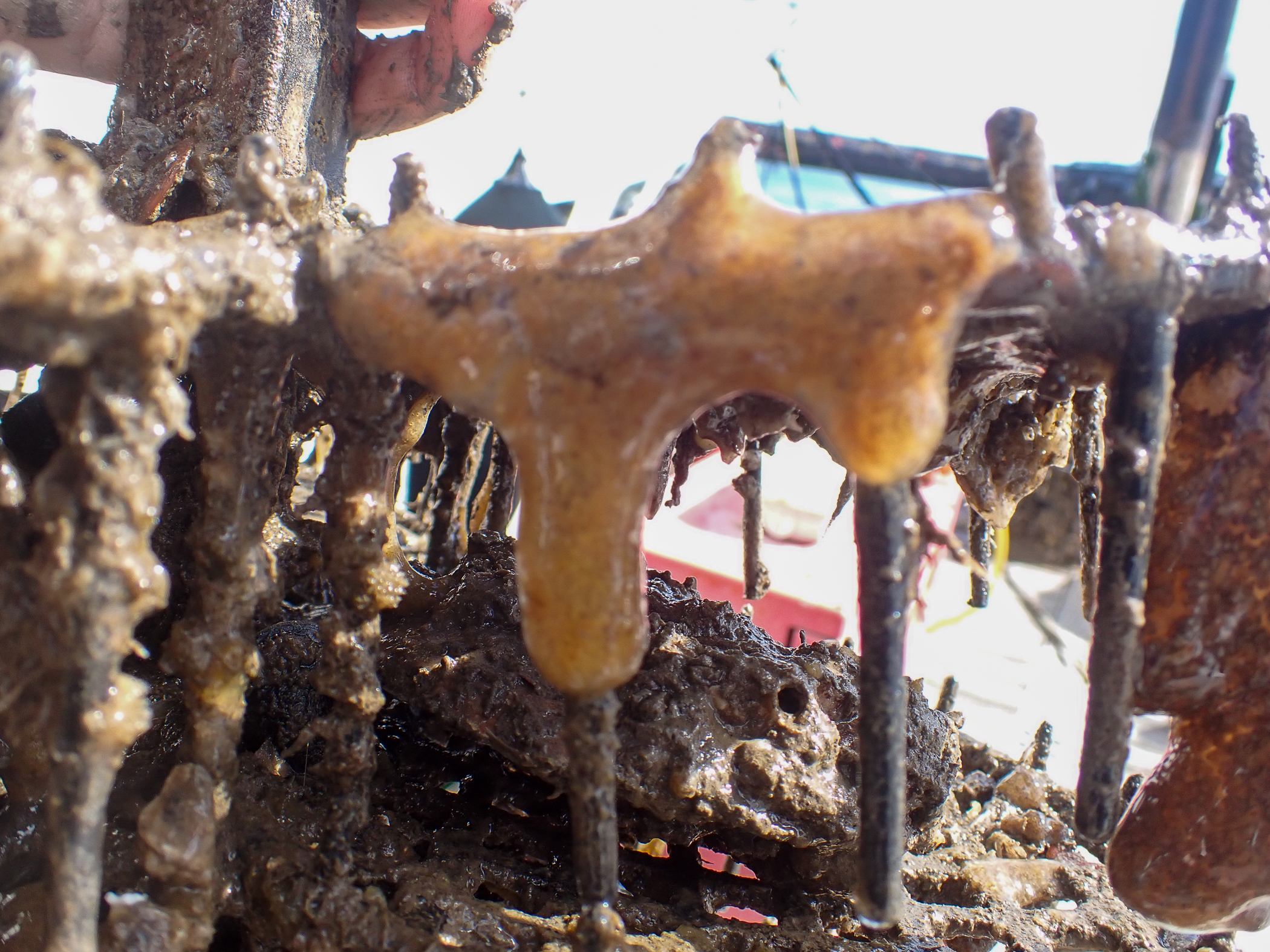 . Site: Bangor Marina. 