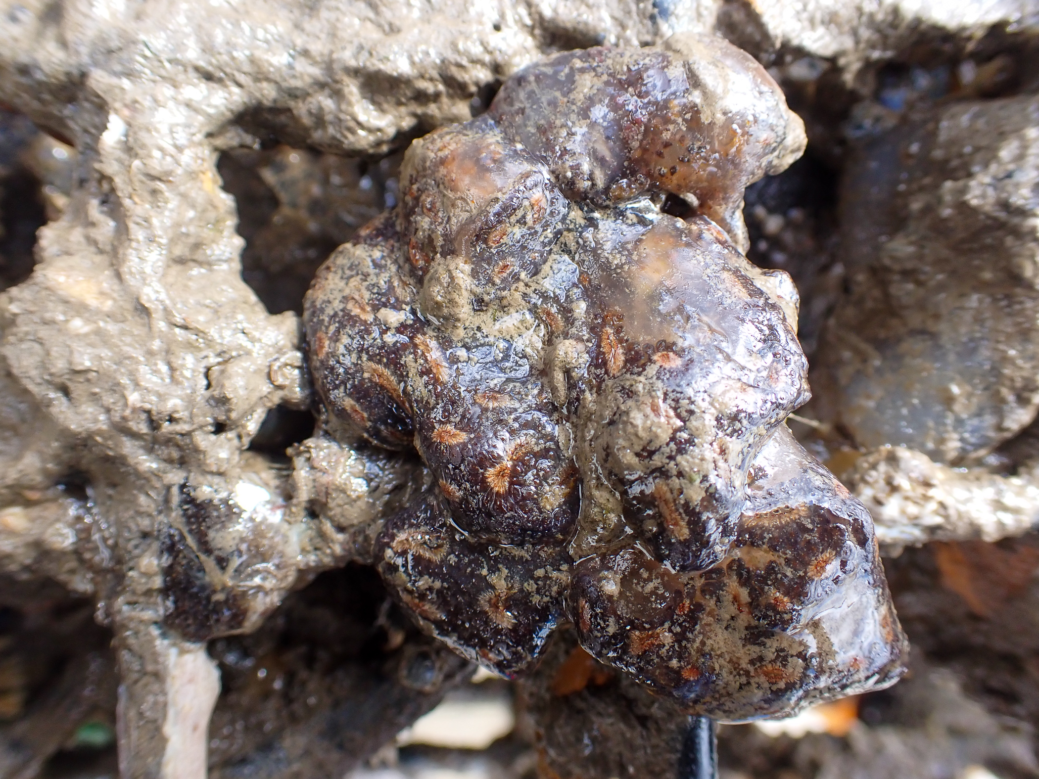 Botryllus</i> sp.<i>. Site: Bangor Marina. 