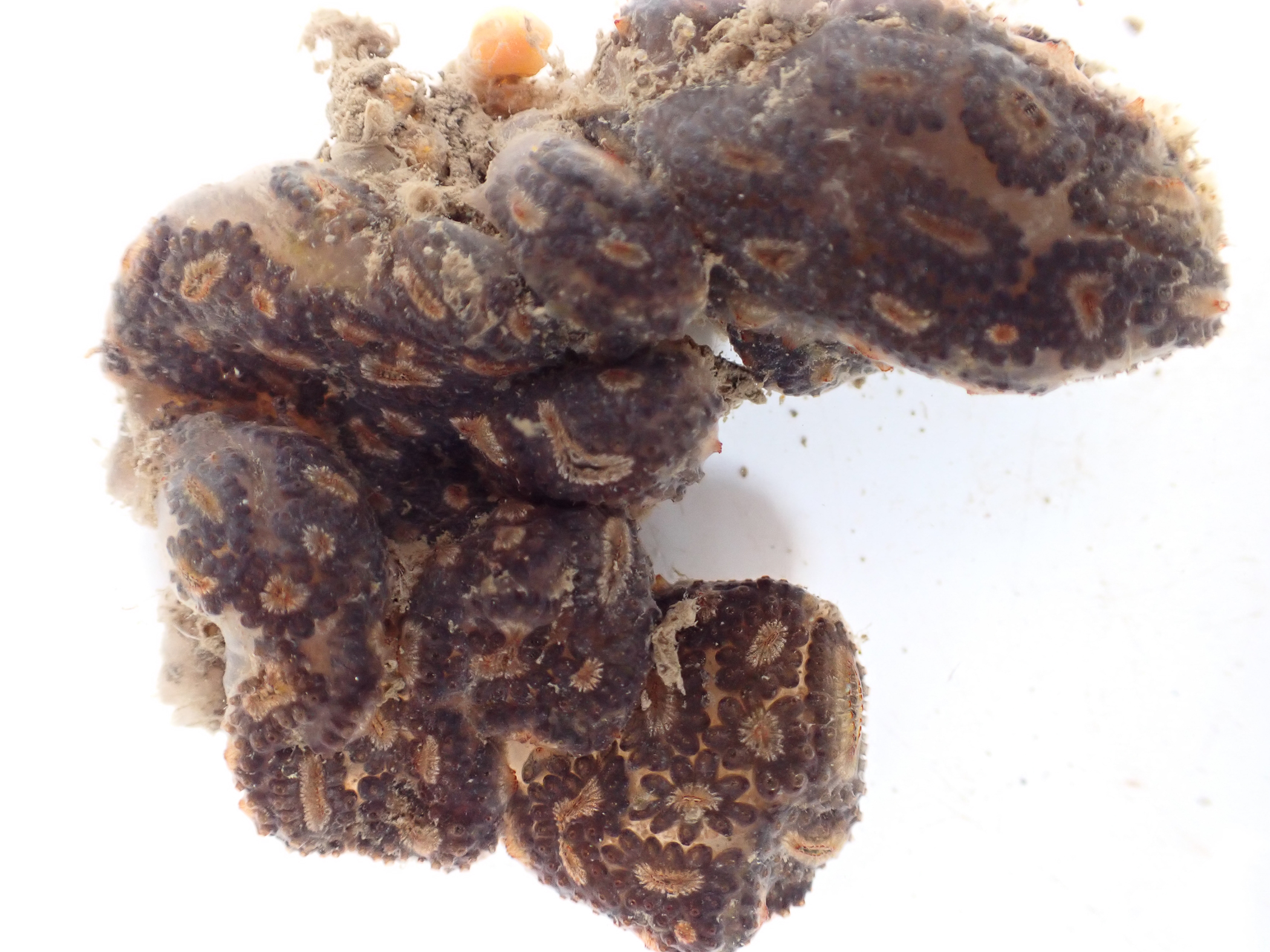 Botryllus</i> sp.<i>. Site: Bangor Marina. 