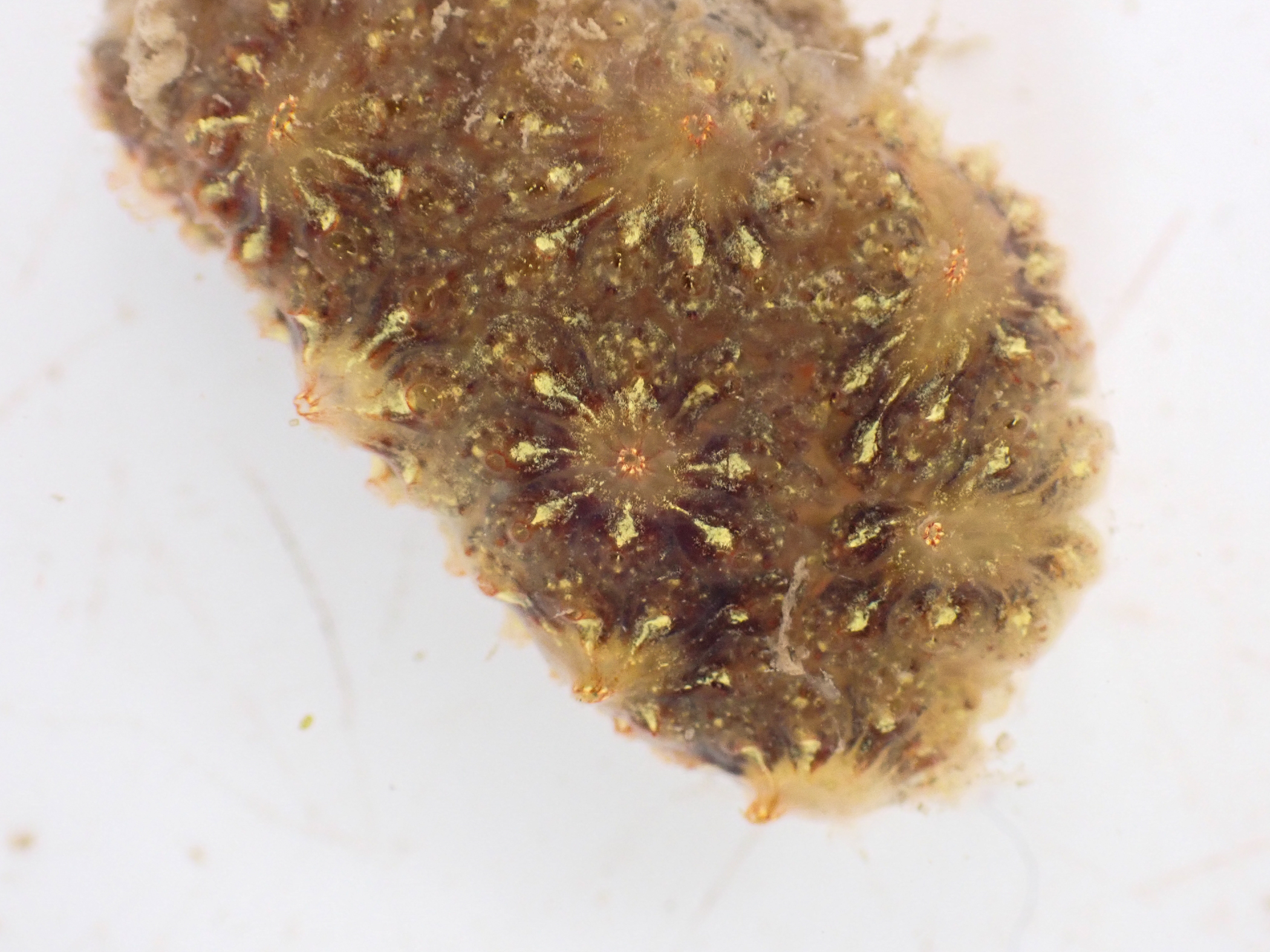 Botryllus</i> sp.<i>. Site: Bangor Marina. 