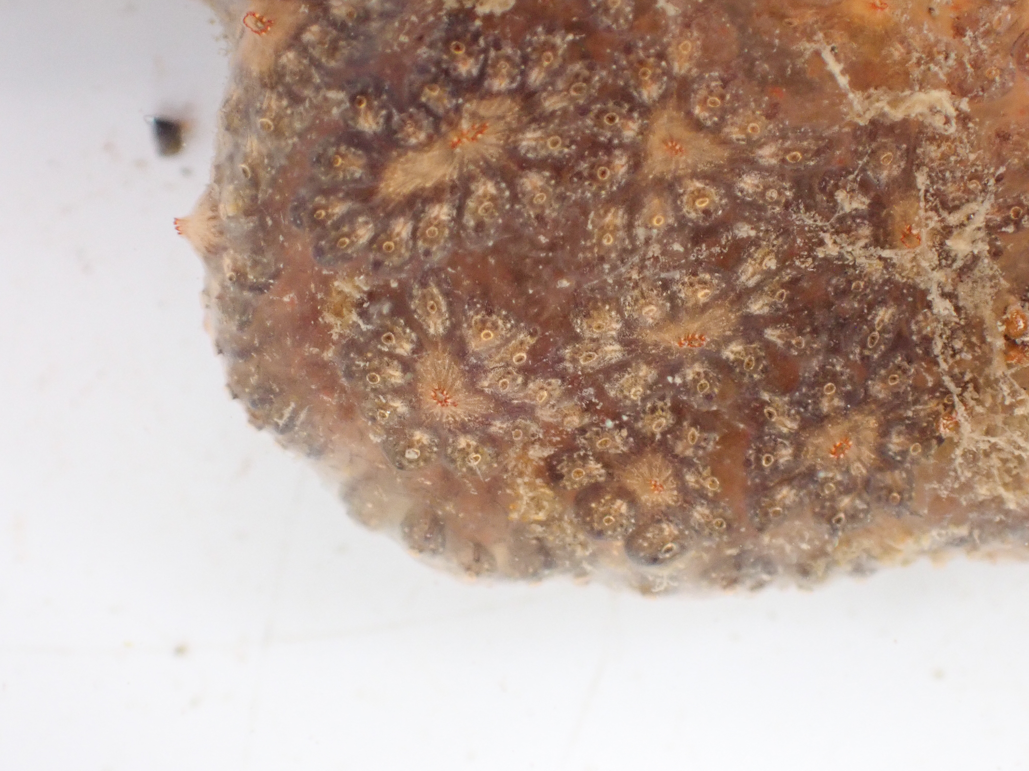 Botryllus</i> sp.<i>. Site: Bangor Marina. 