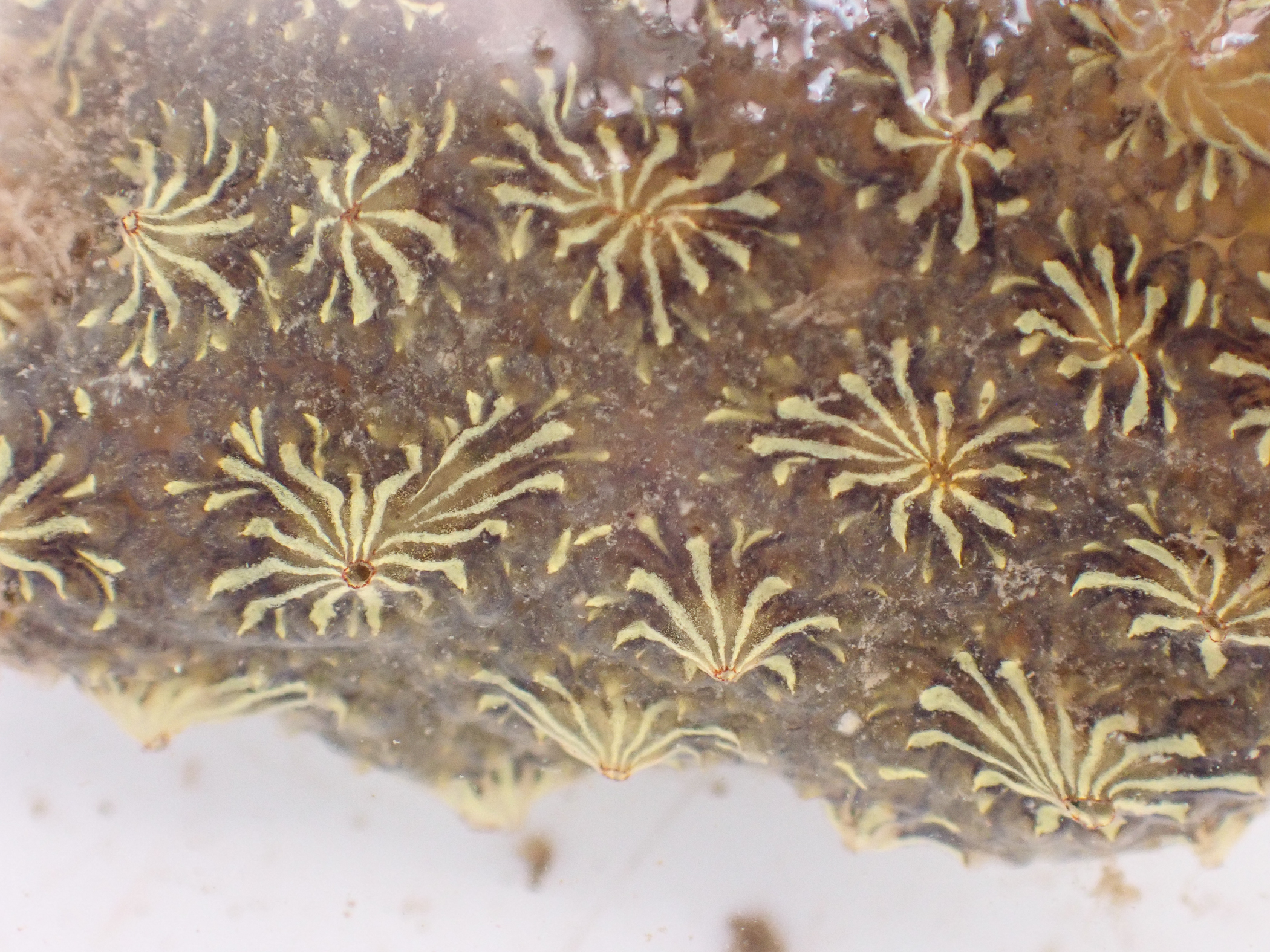 Botryllus</i> sp.<i>. Site: Bangor Marina. 