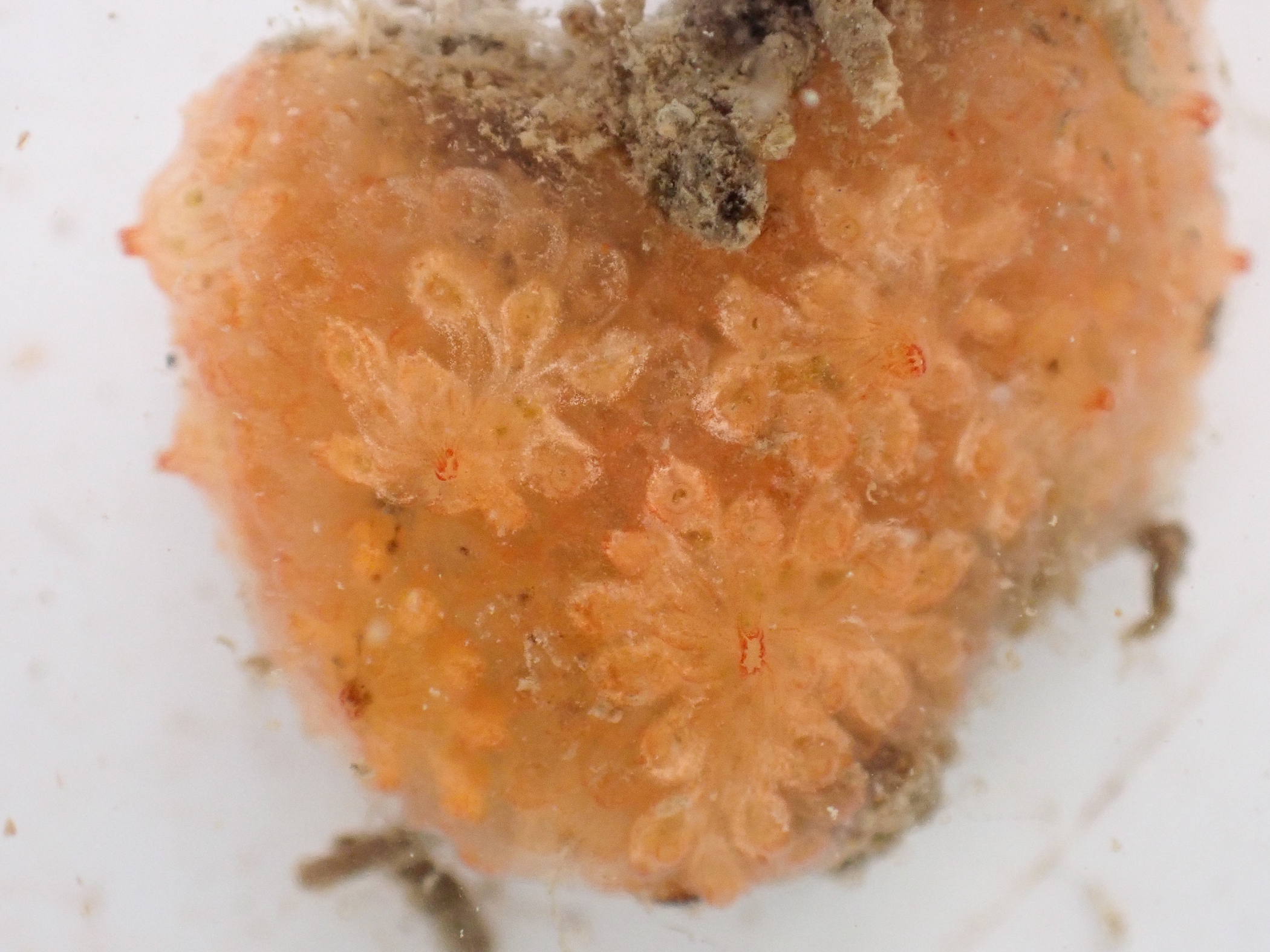 Botryllus</i> sp.<i>. Site: Bangor Marina. 