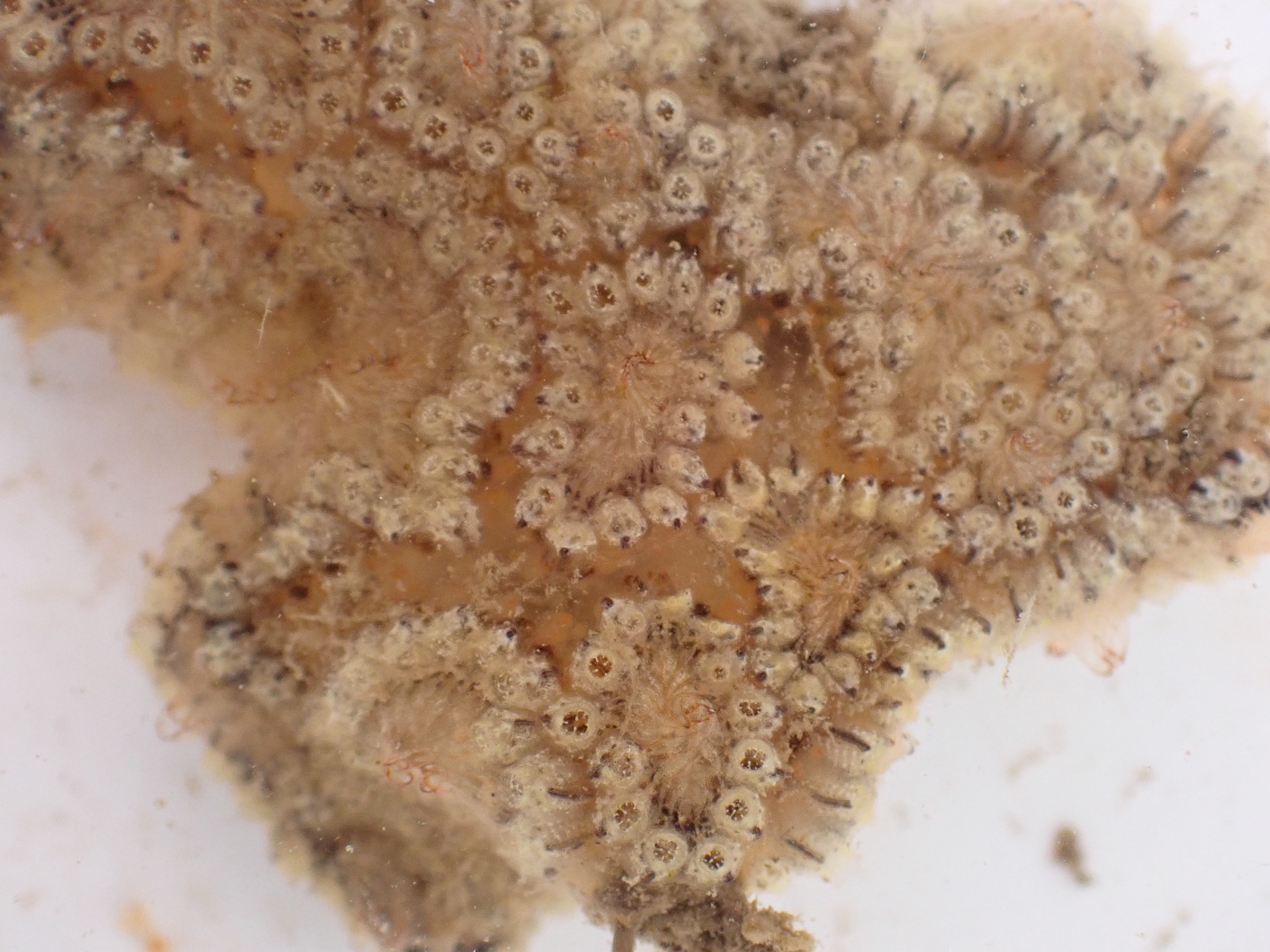 Botryllus</i> sp.<i>. Site: Bangor Marina. 