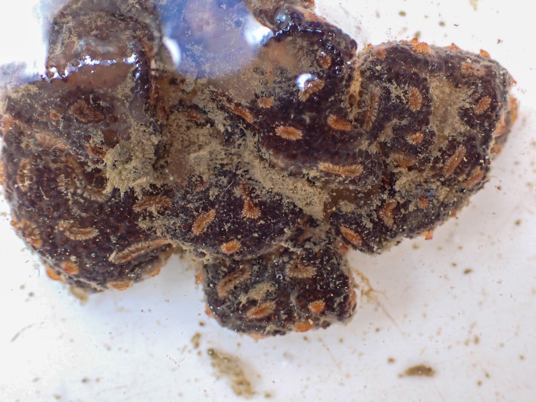 Botryllus</i> sp.<i>. Site: Bangor Marina. 