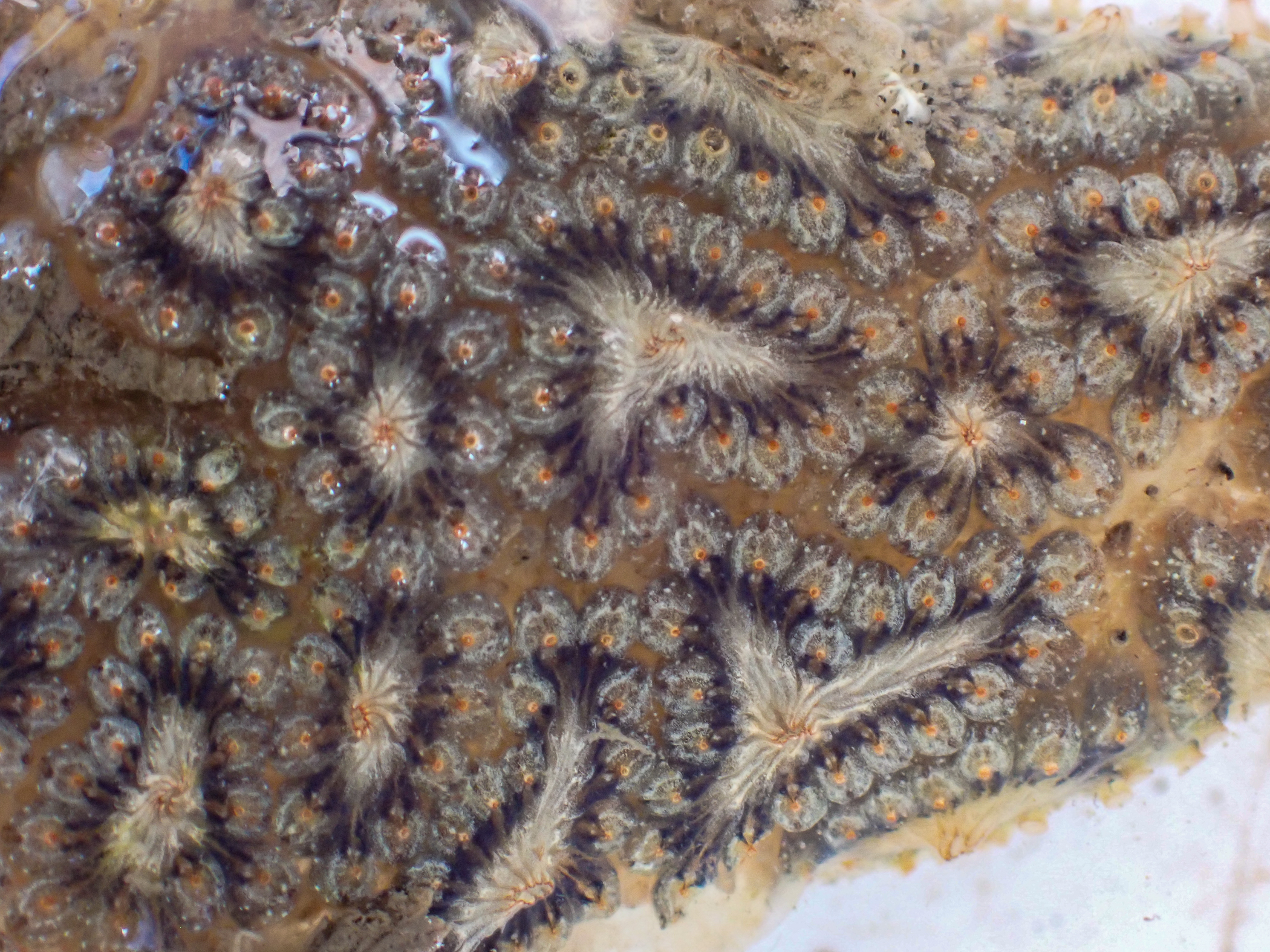 Botryllus</i> sp.<i>. Site: Bangor Marina. 