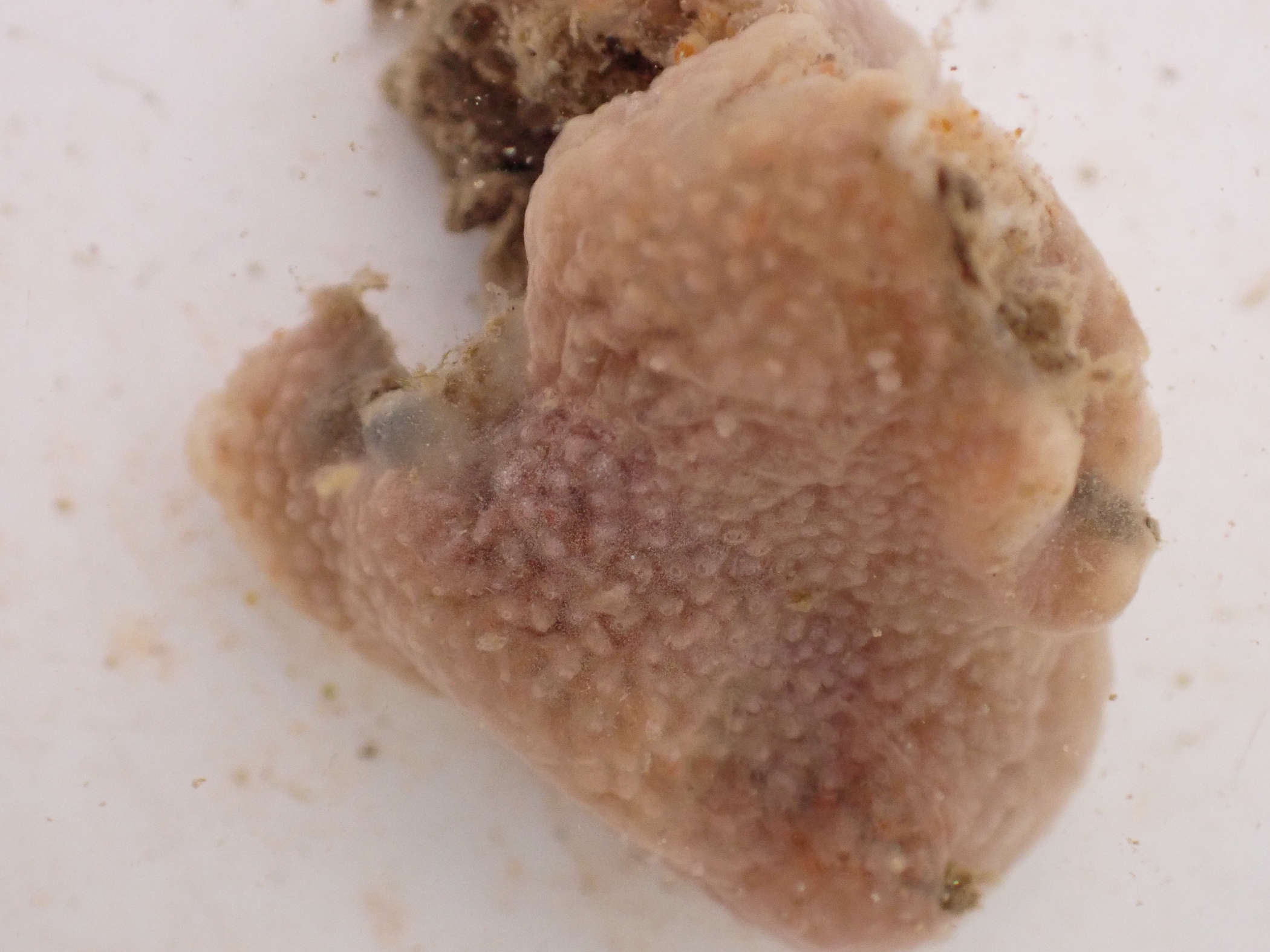 Lissoclinum 