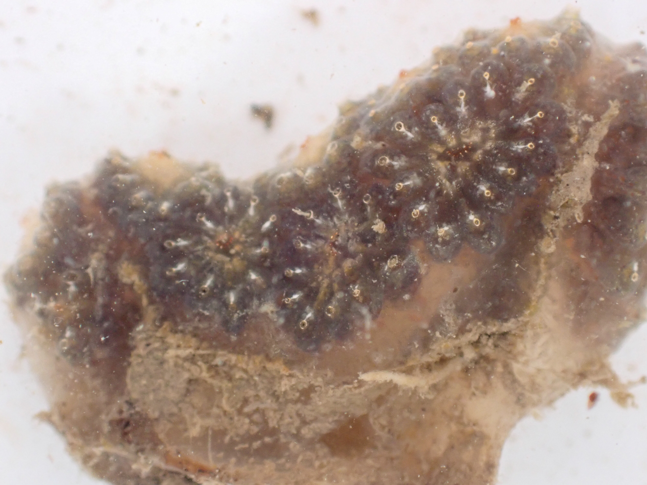 Botryllus</i> sp.<i>. Site: Bangor Marina. 