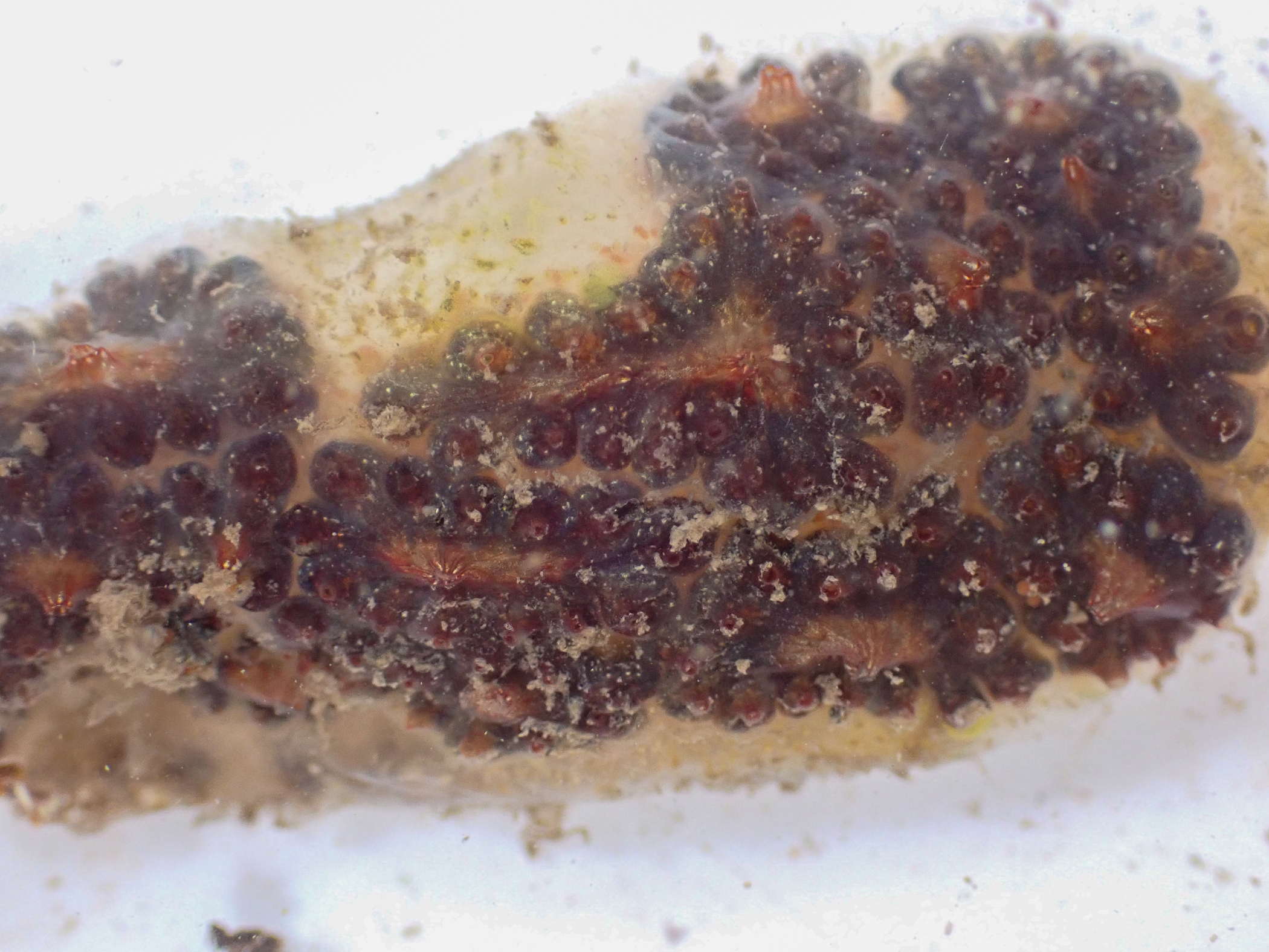 Botryllus</i> sp.<i>. Site: Bangor Marina. 