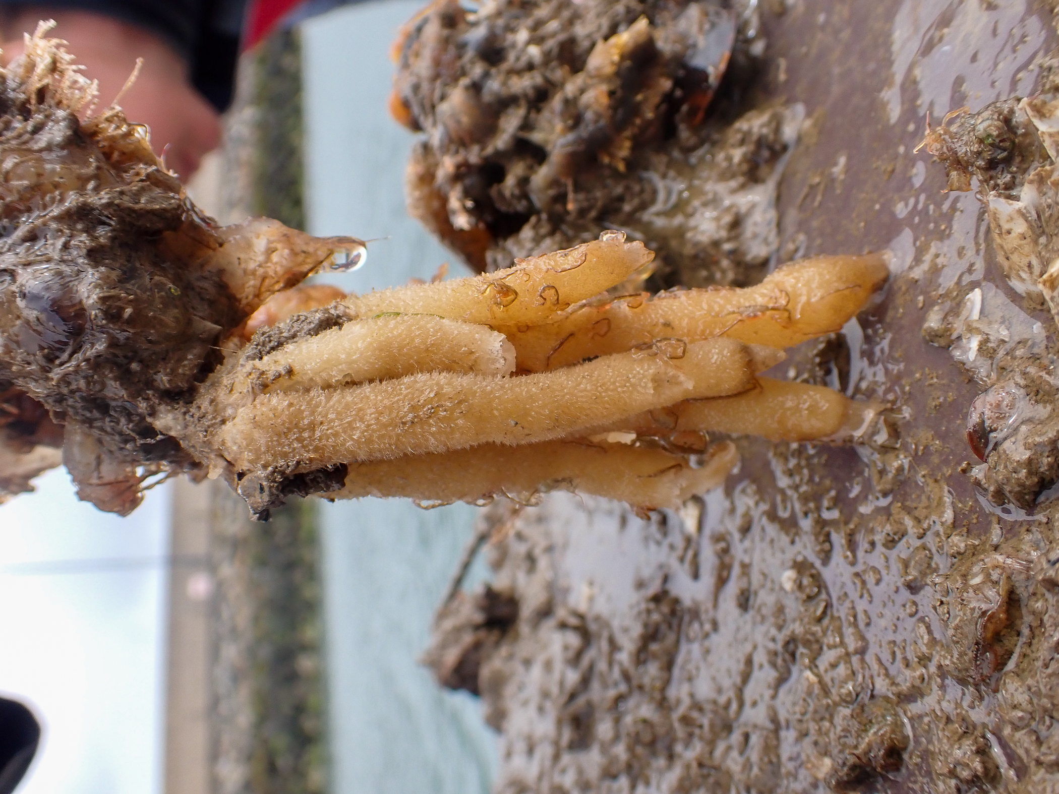 . Site: Bangor Marina. 