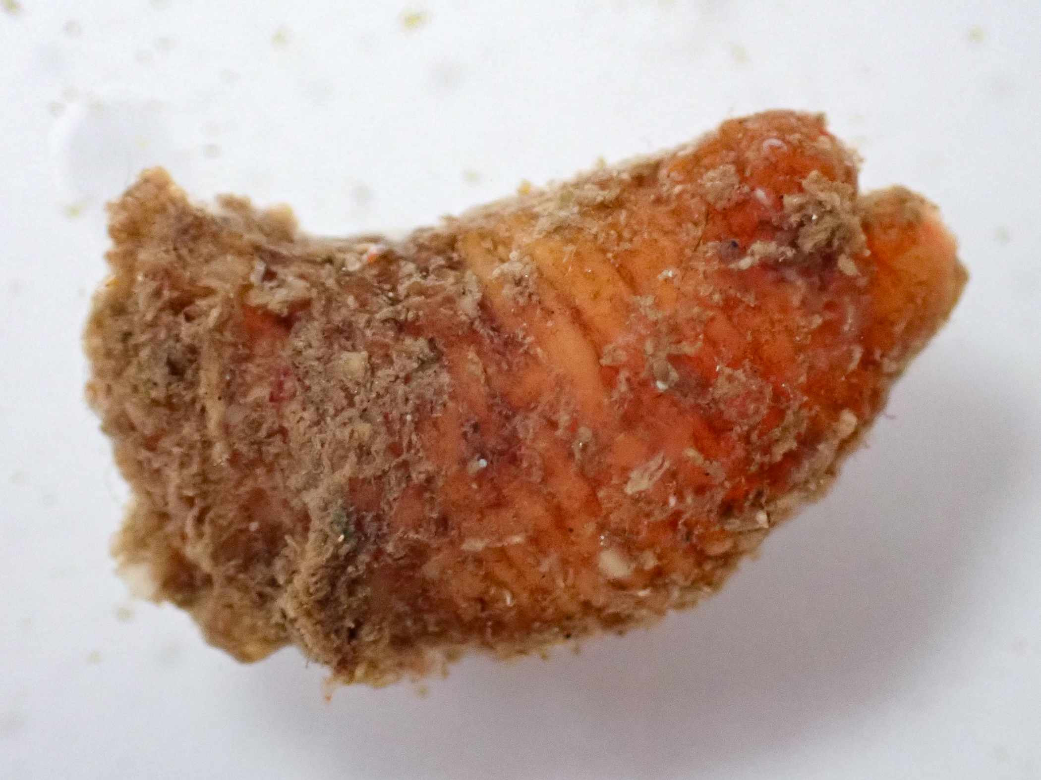 c6293050.jpg