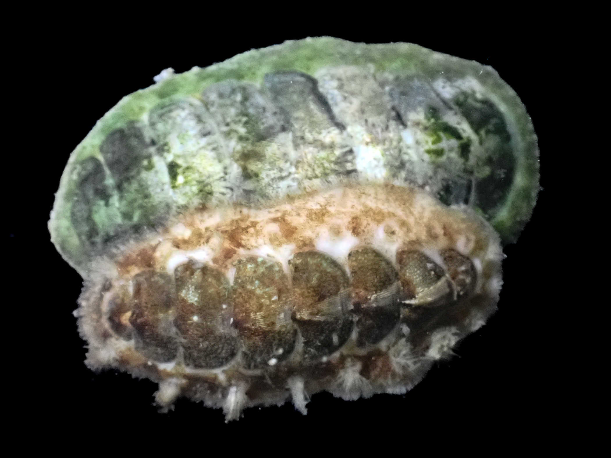 c8223445.jpg