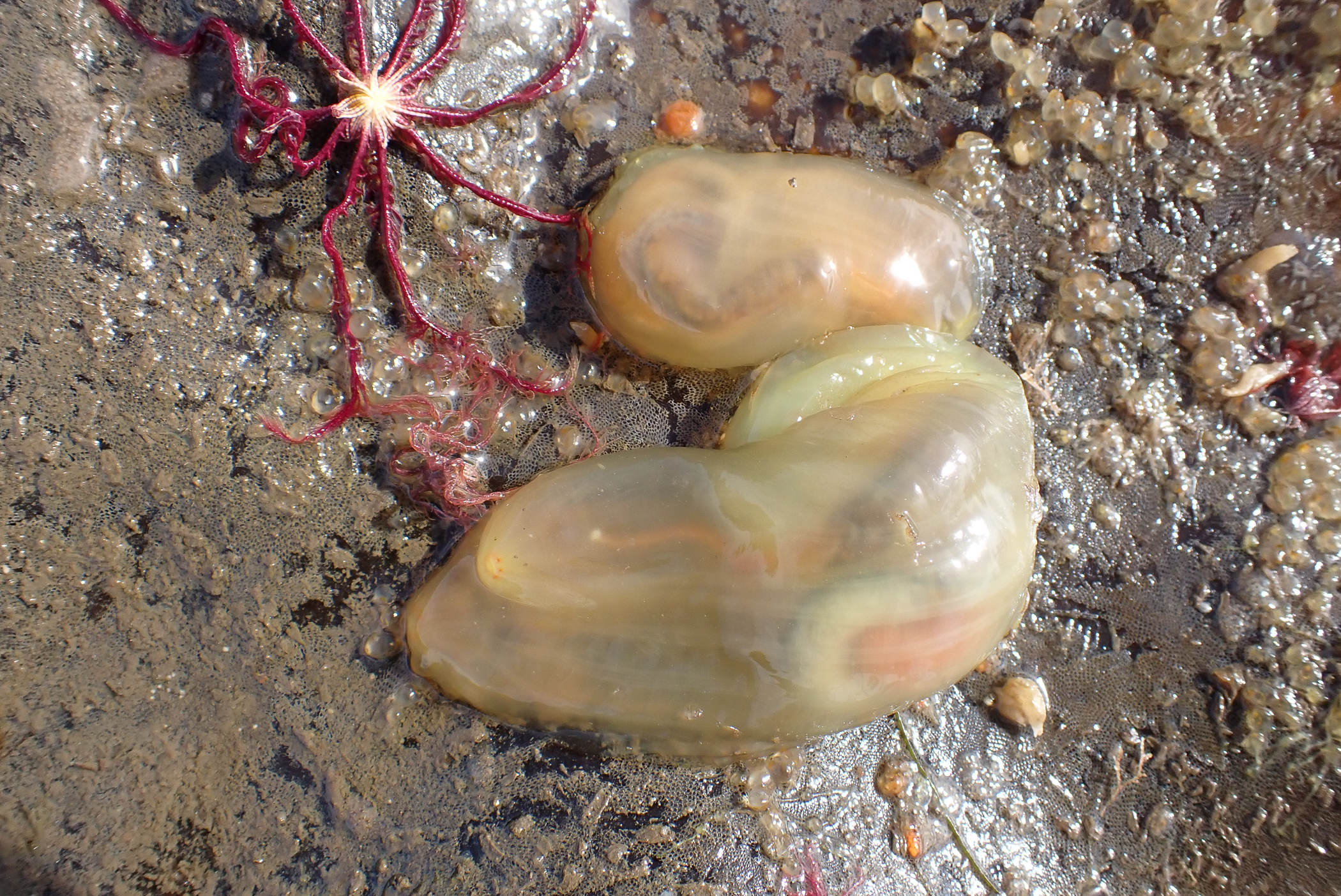 c9063464.jpg