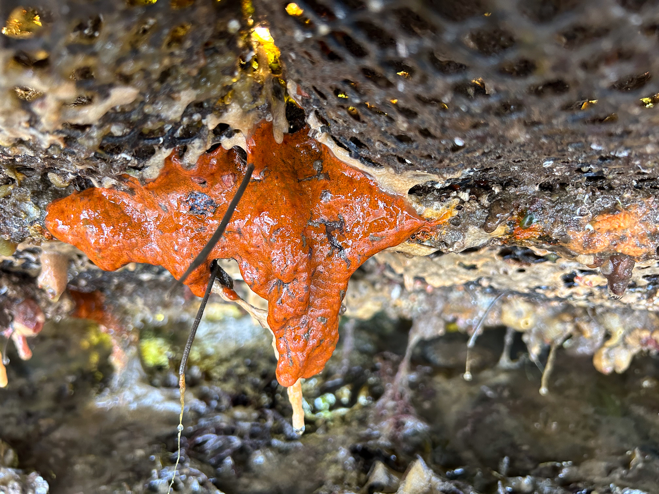 Botrylloides</i> sp.<i>, Botrylloides violaceus. Site: Oyster trestles, Paddy's Point. 