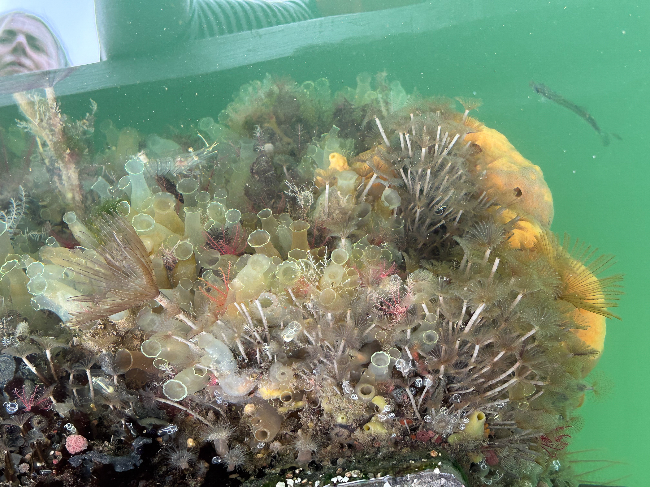 Sabella</i> sp.<i>. Site: Carlingford Marina. 