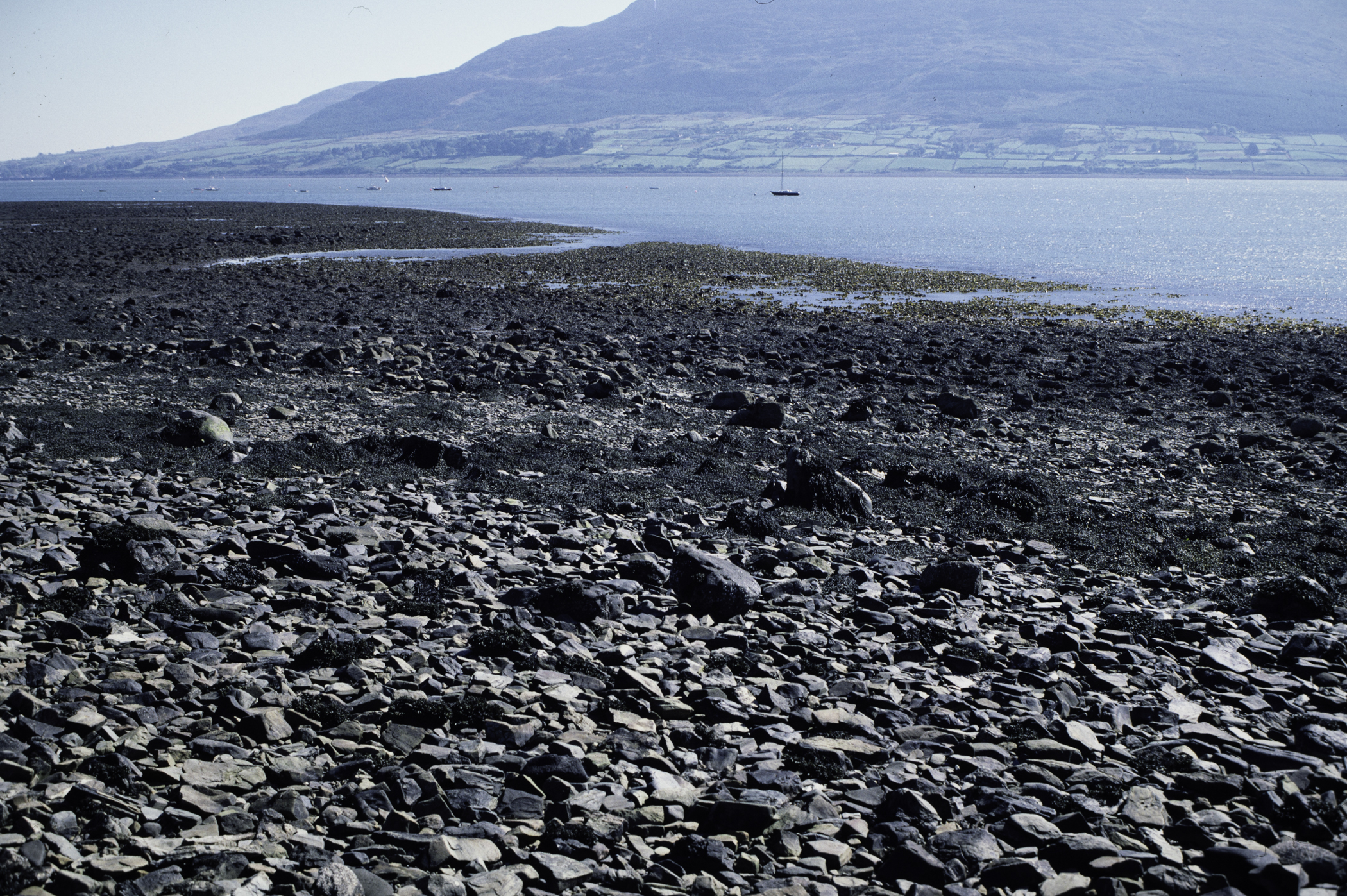 . Site: North of Killowen, Carlingford Lough. 