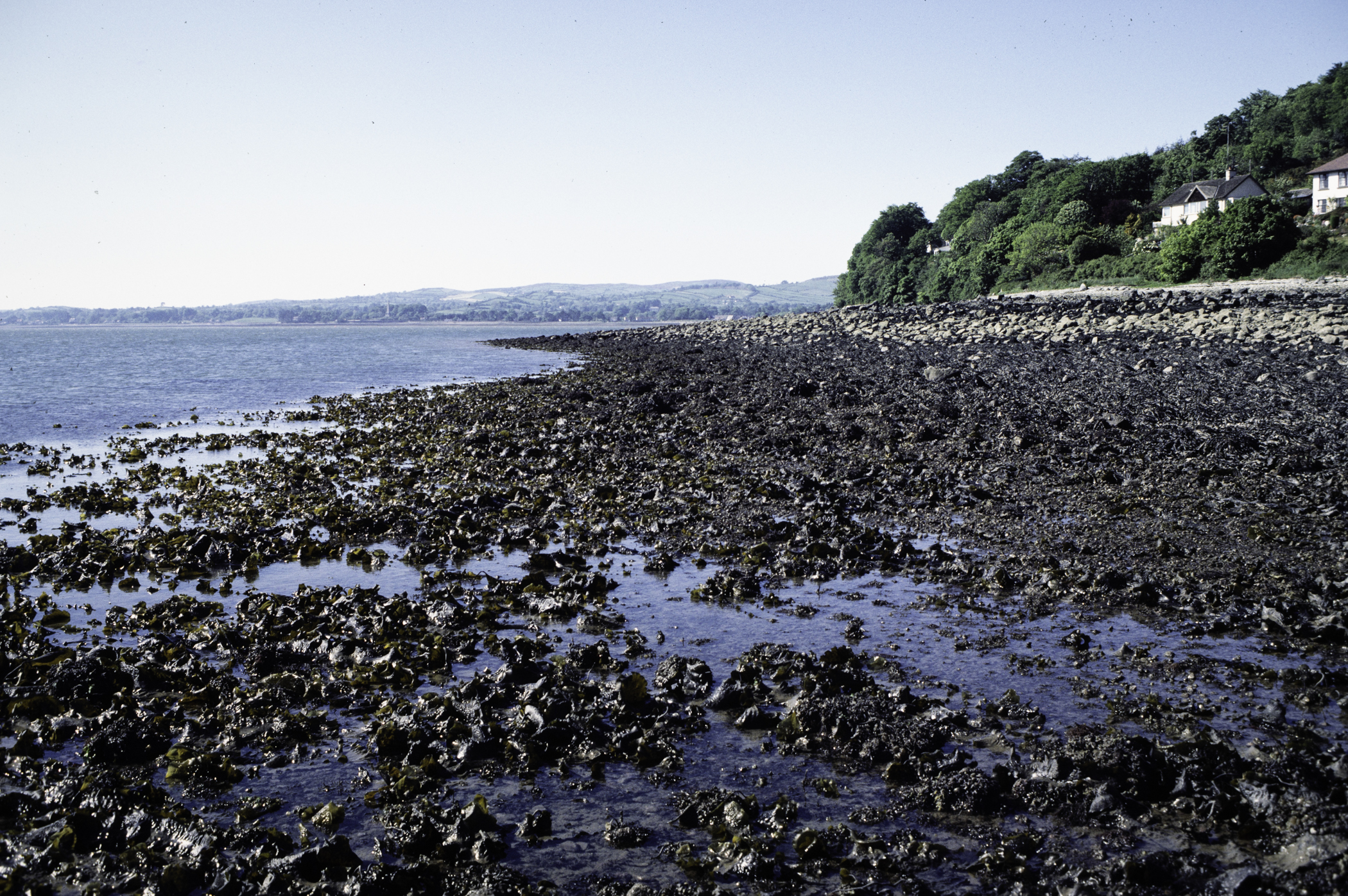 . Site: North of Killowen, Carlingford Lough. 