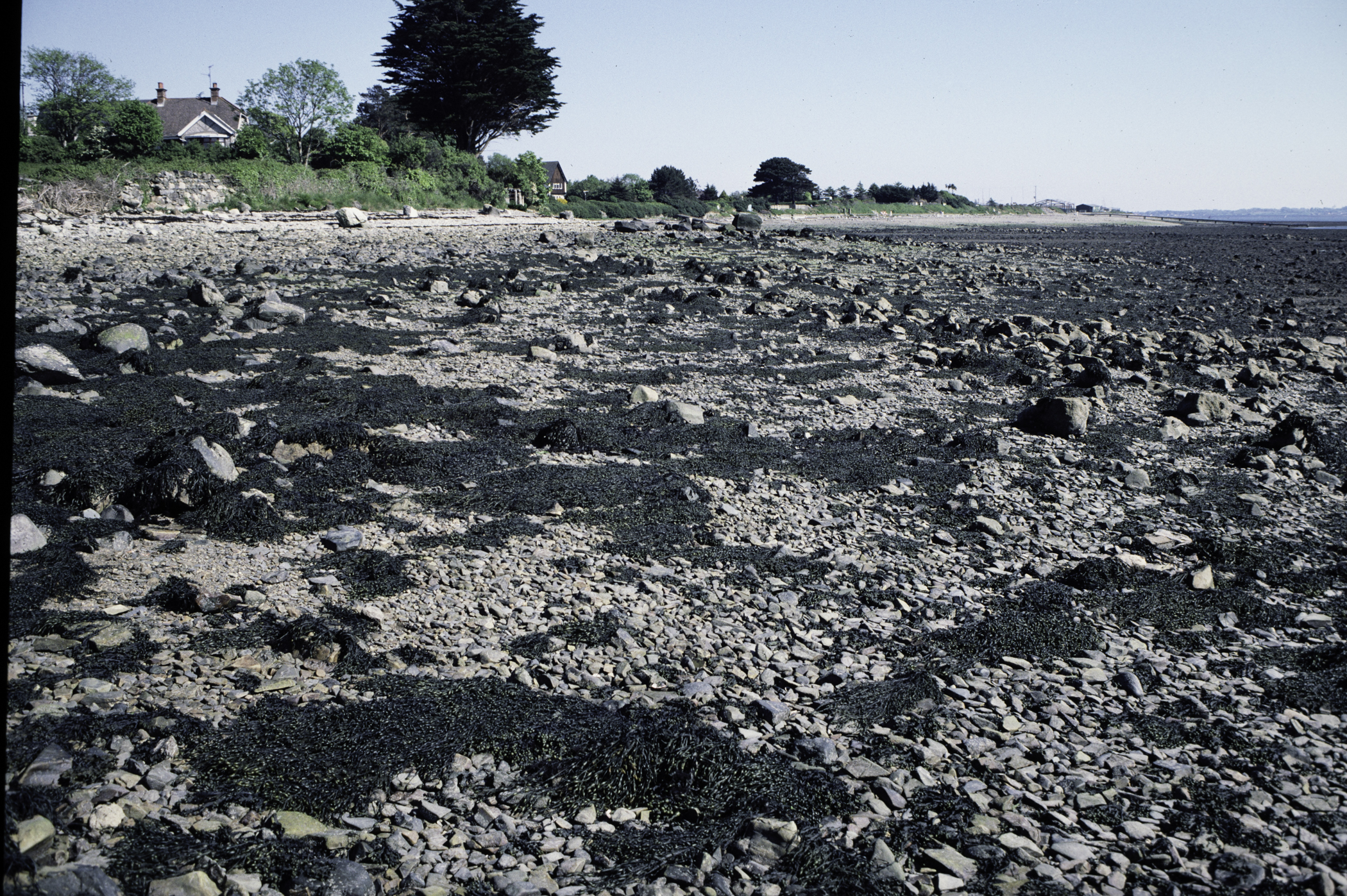 . Site: North of Killowen, Carlingford Lough. 