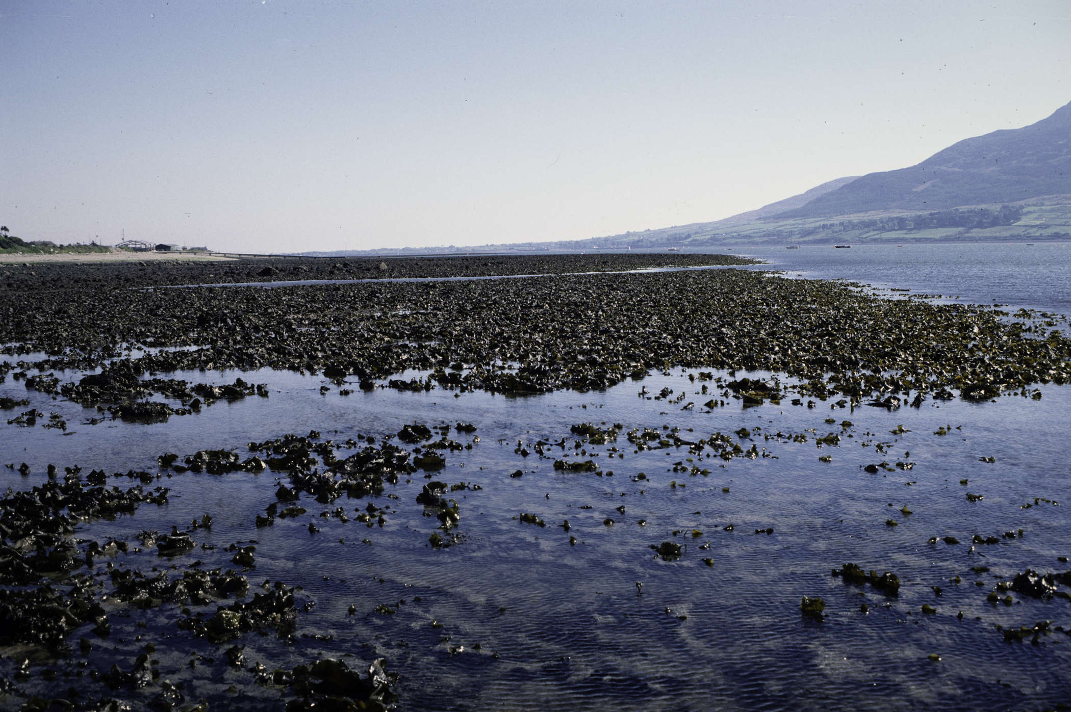 . Site: North of Killowen, Carlingford Lough. 