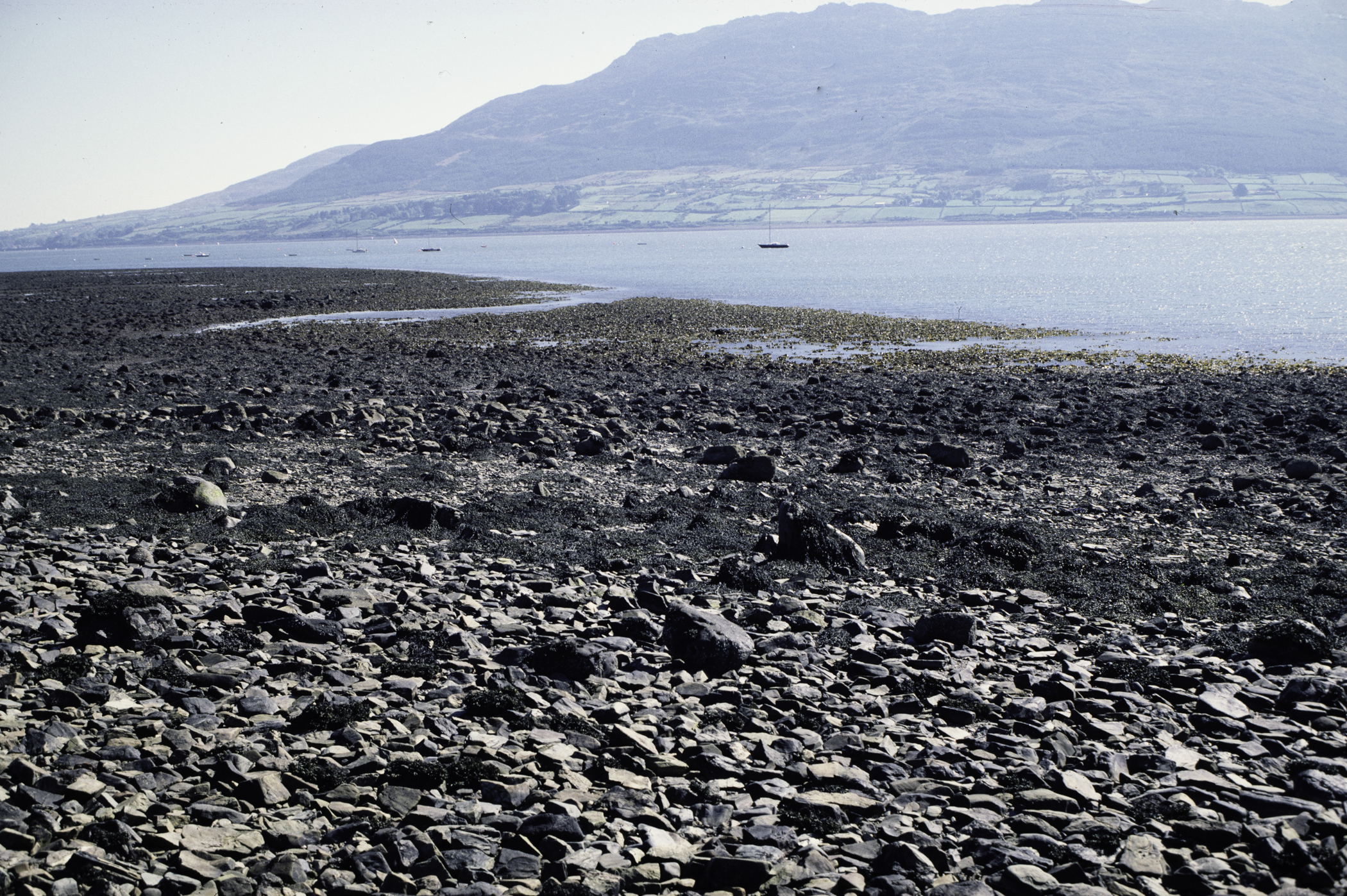 . Site: North of Killowen, Carlingford Lough. 