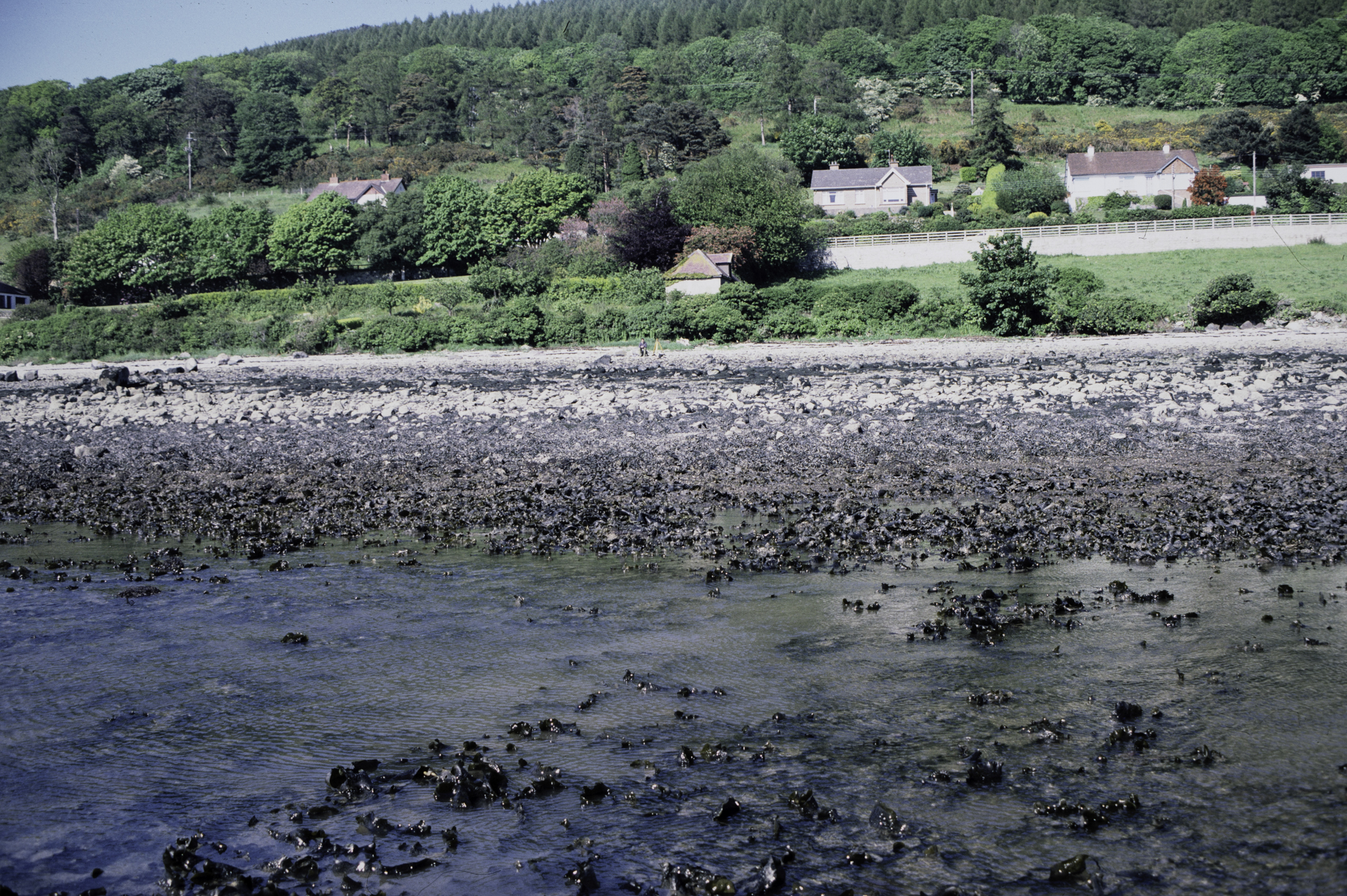 . Site: North of Killowen, Carlingford Lough. 