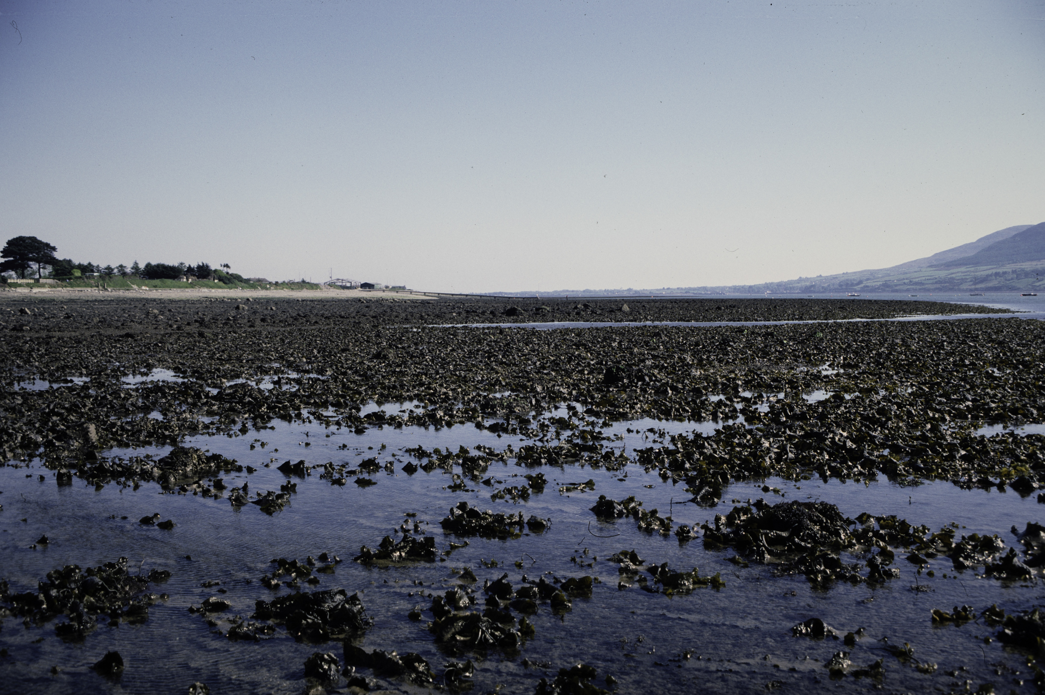 . Site: North of Killowen, Carlingford Lough. 