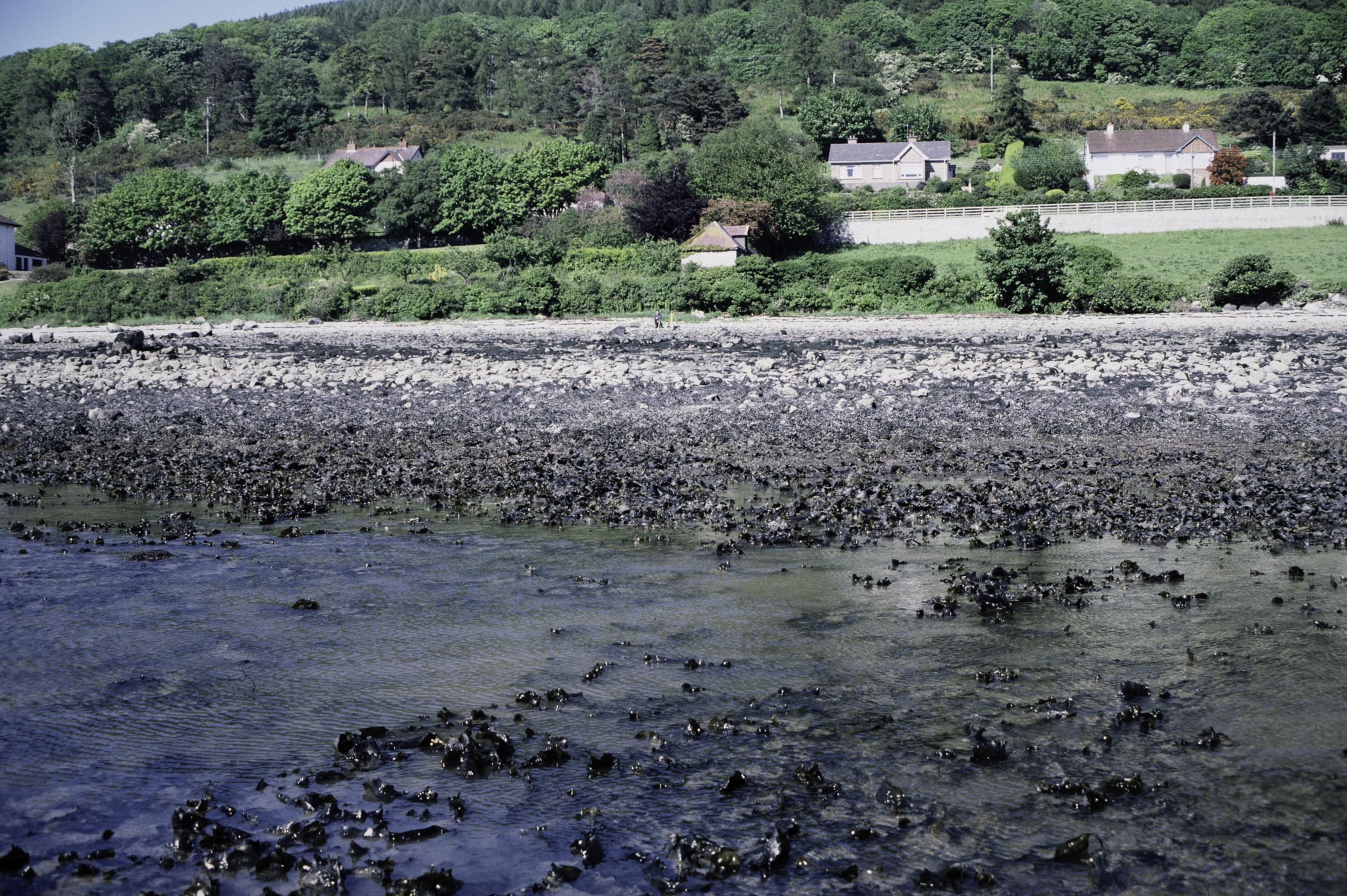 . Site: North of Killowen, Carlingford Lough. 