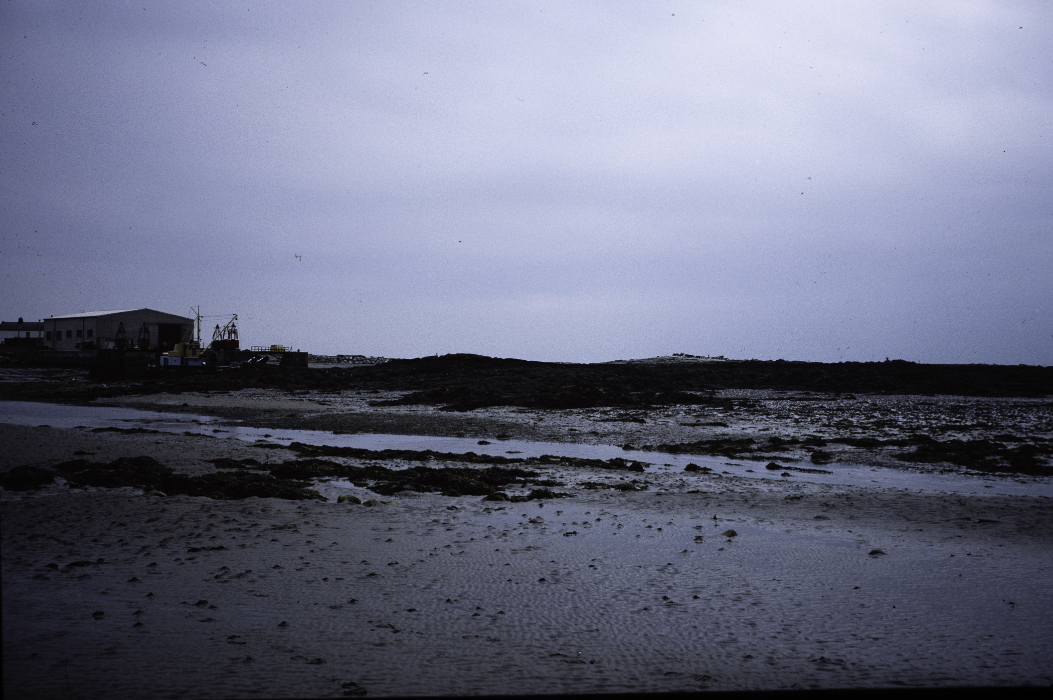 . Site: Greencastle Rocks, Carlingford Lough. 